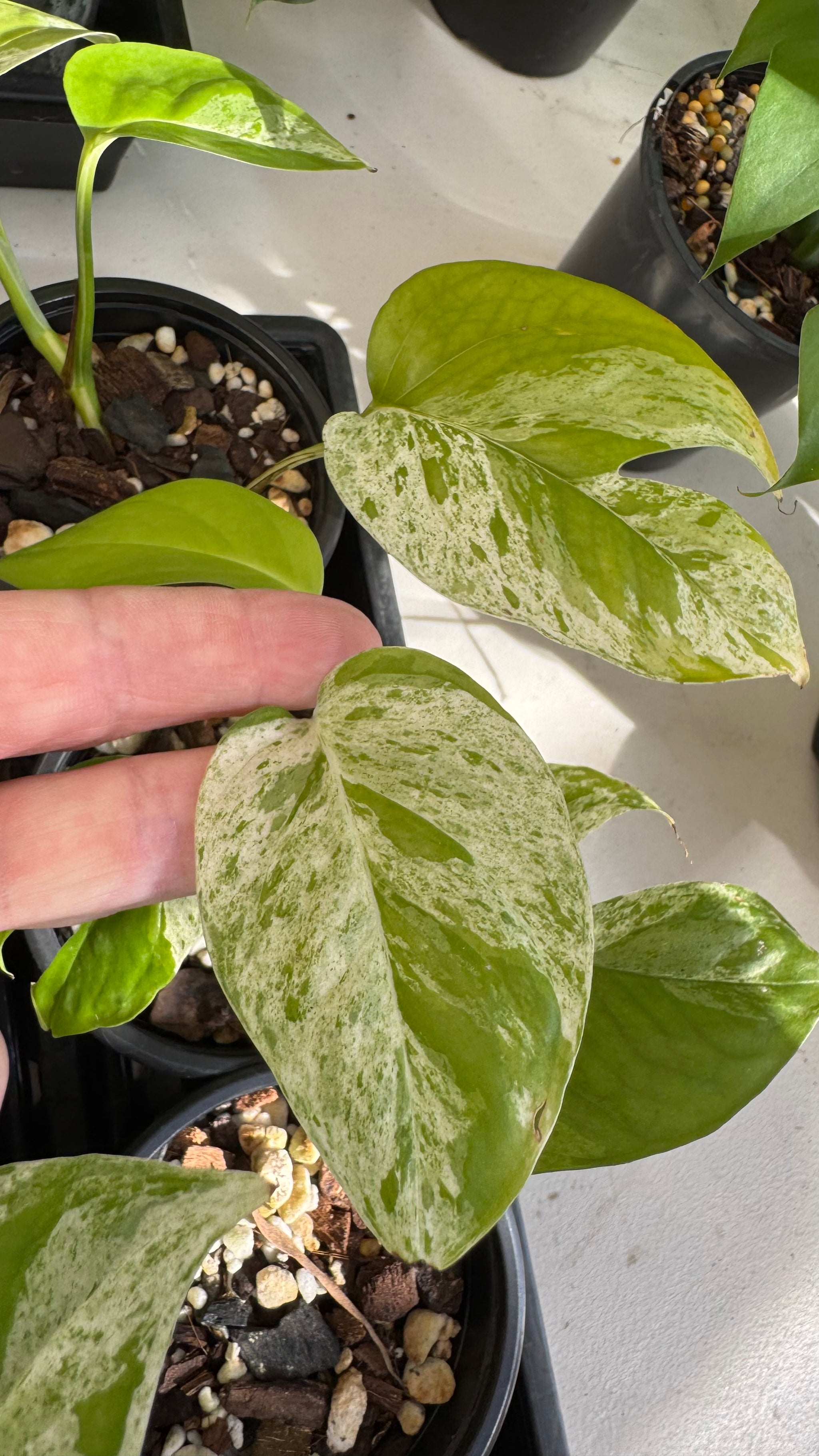 Epipremnum pinnatum 'Marble King'