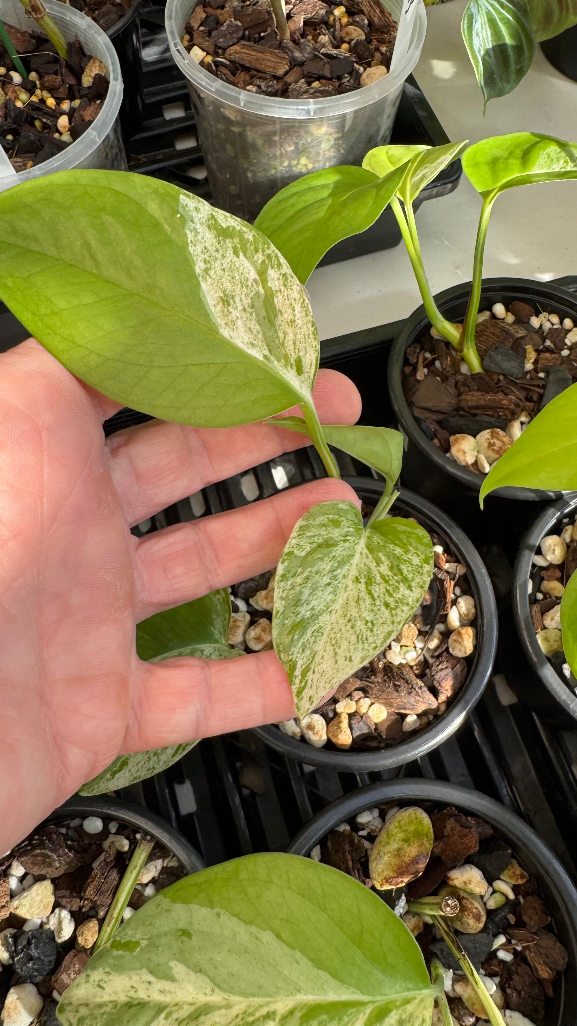 Epipremnum pinnatum 'Marble King'