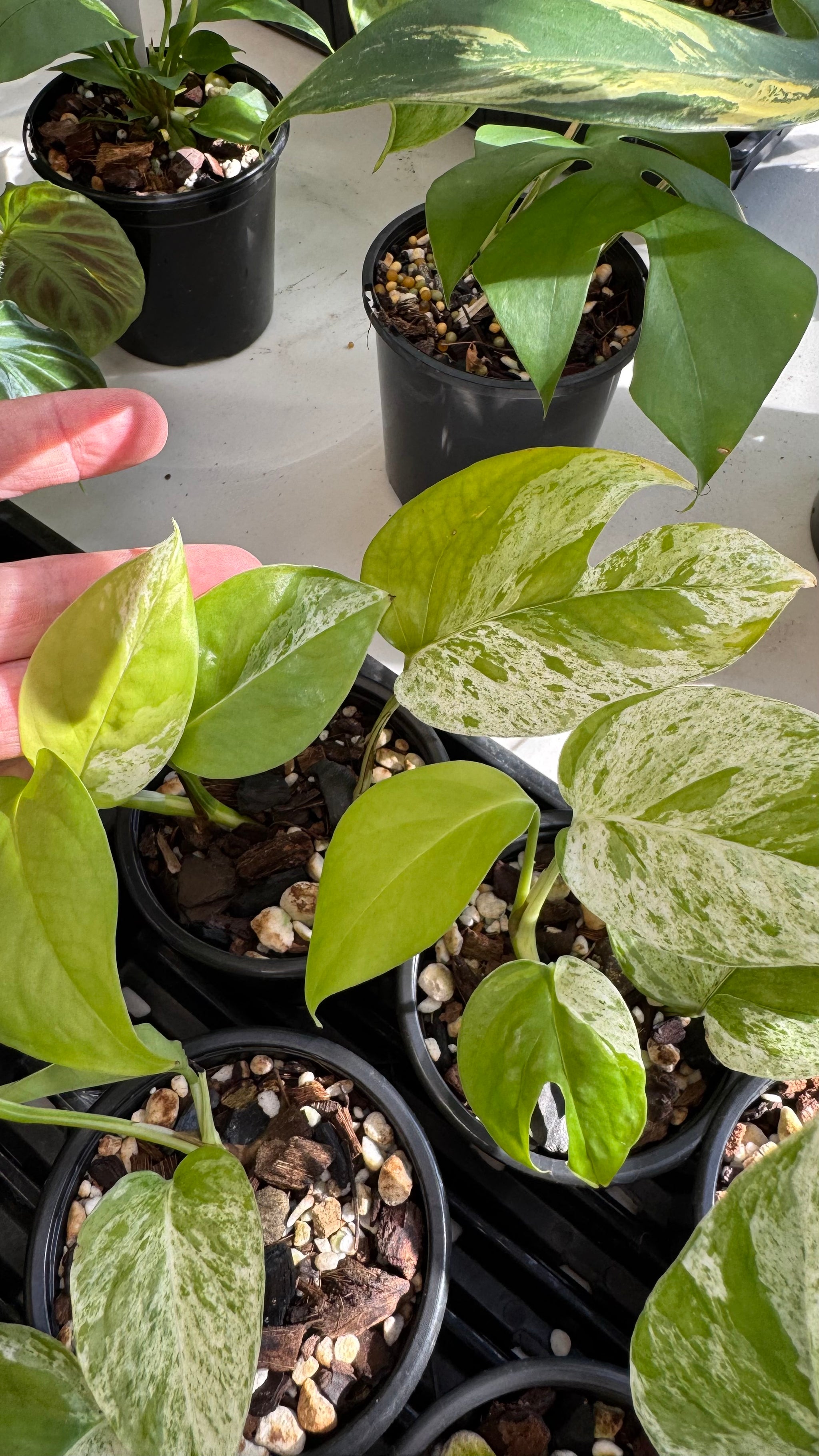Epipremnum pinnatum 'Marble King'