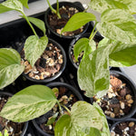 Epipremnum pinnatum 'Marble King'