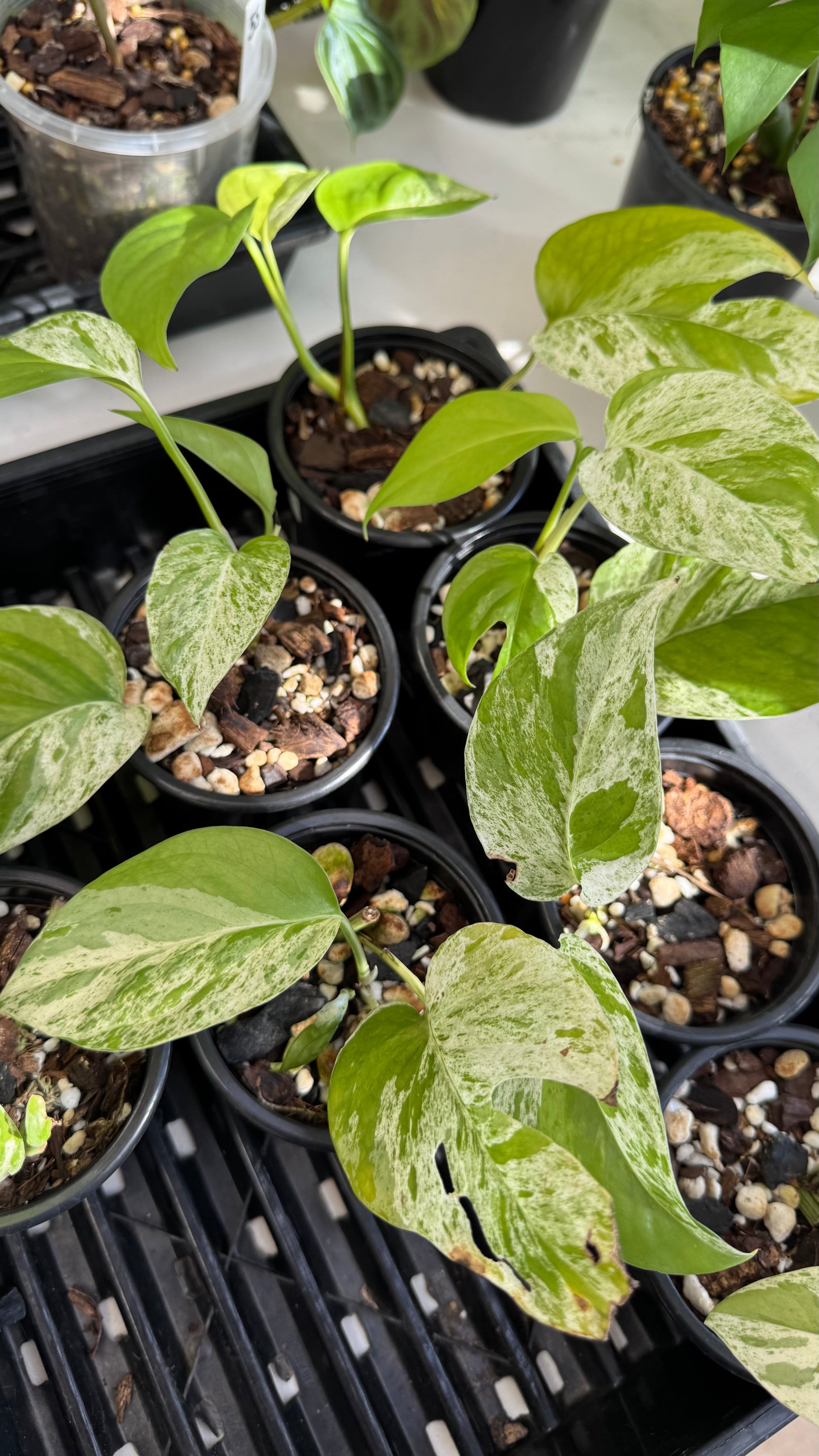 Epipremnum pinnatum 'Marble King'