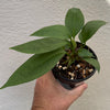 Anthurium 'Gracile' Mangrove