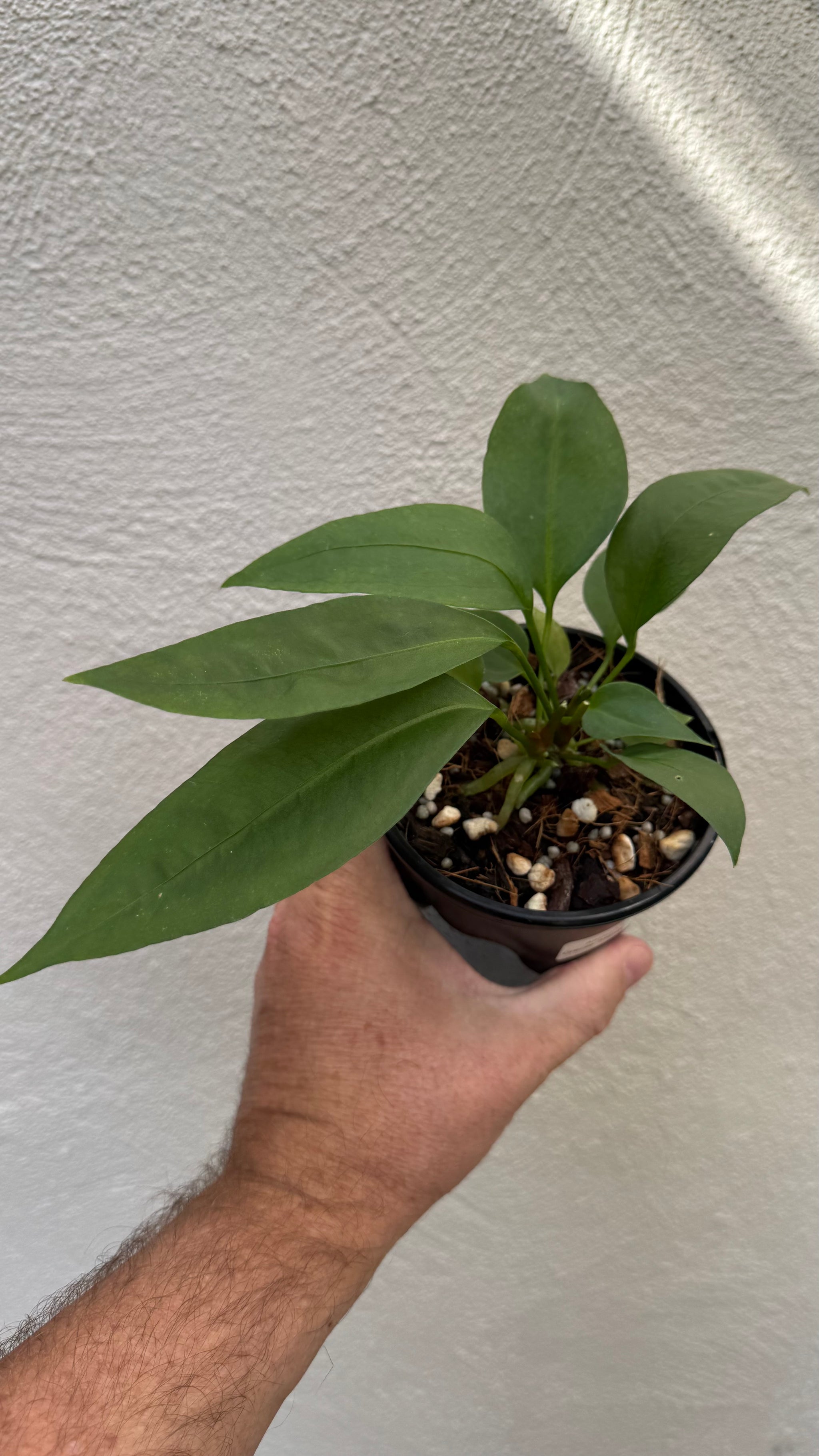 Anthurium 'Gracile' Mangrove