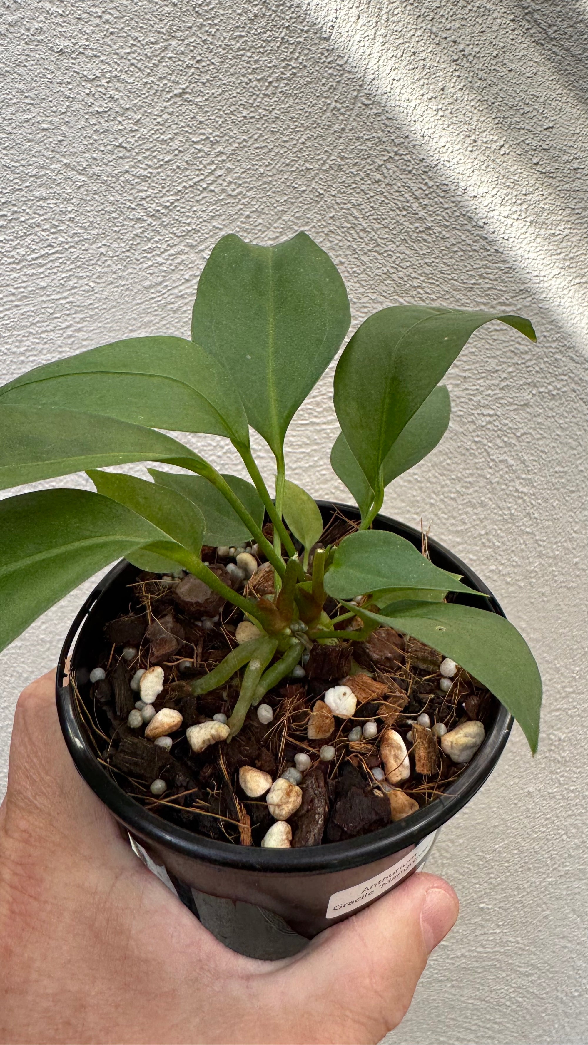 Anthurium 'Gracile' Mangrove