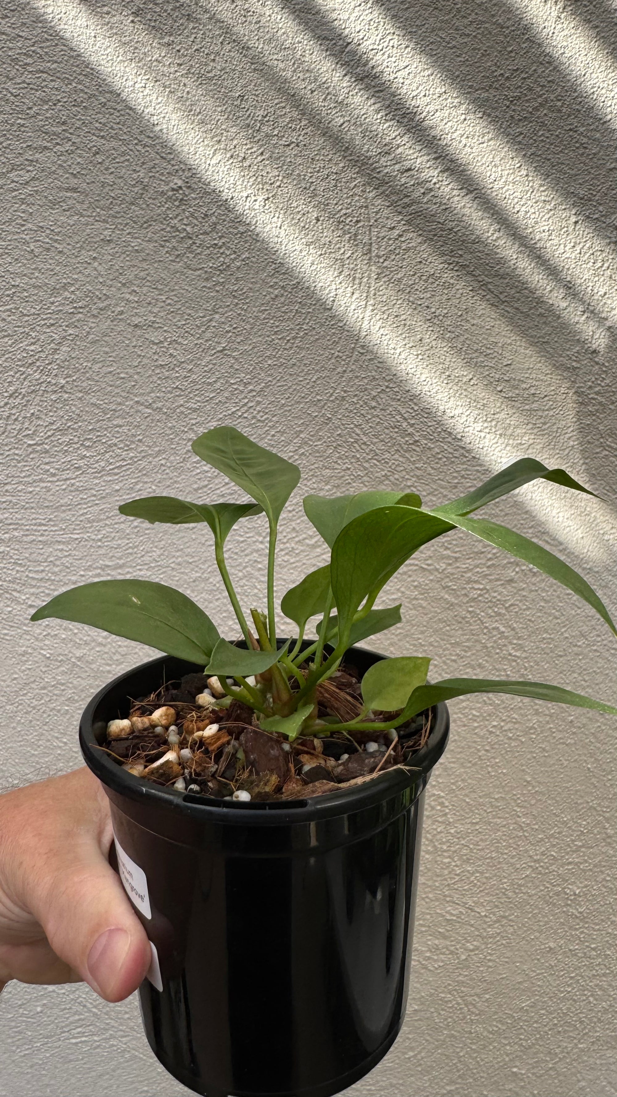 Anthurium 'Gracile' Mangrove