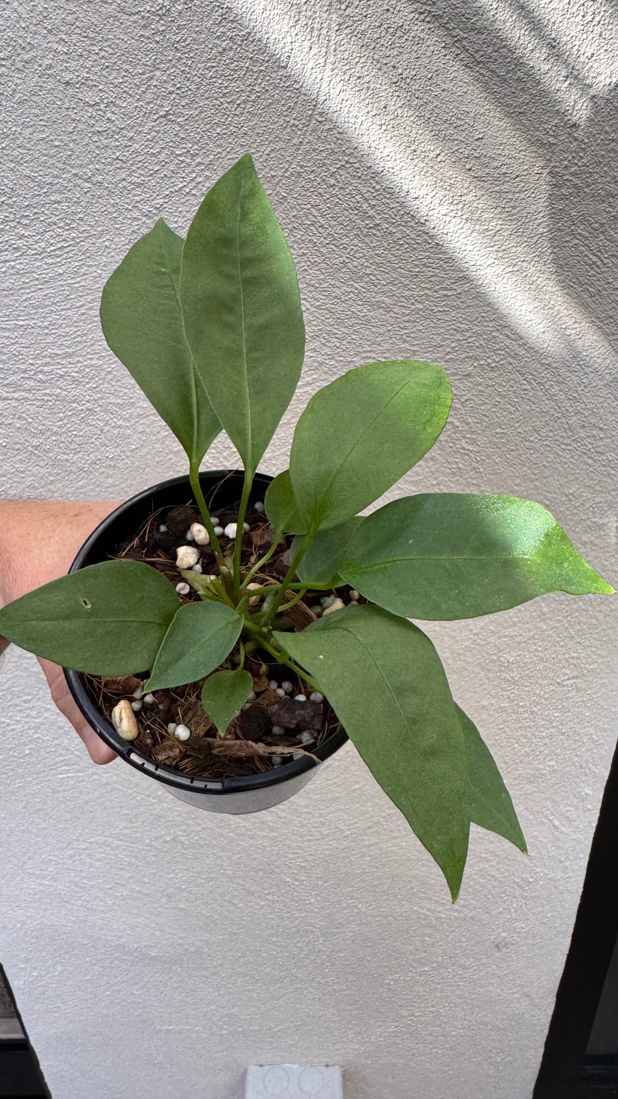 Anthurium 'Gracile' Mangrove