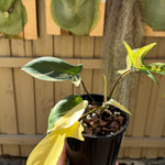 Philodendron 'Florida Beauty'