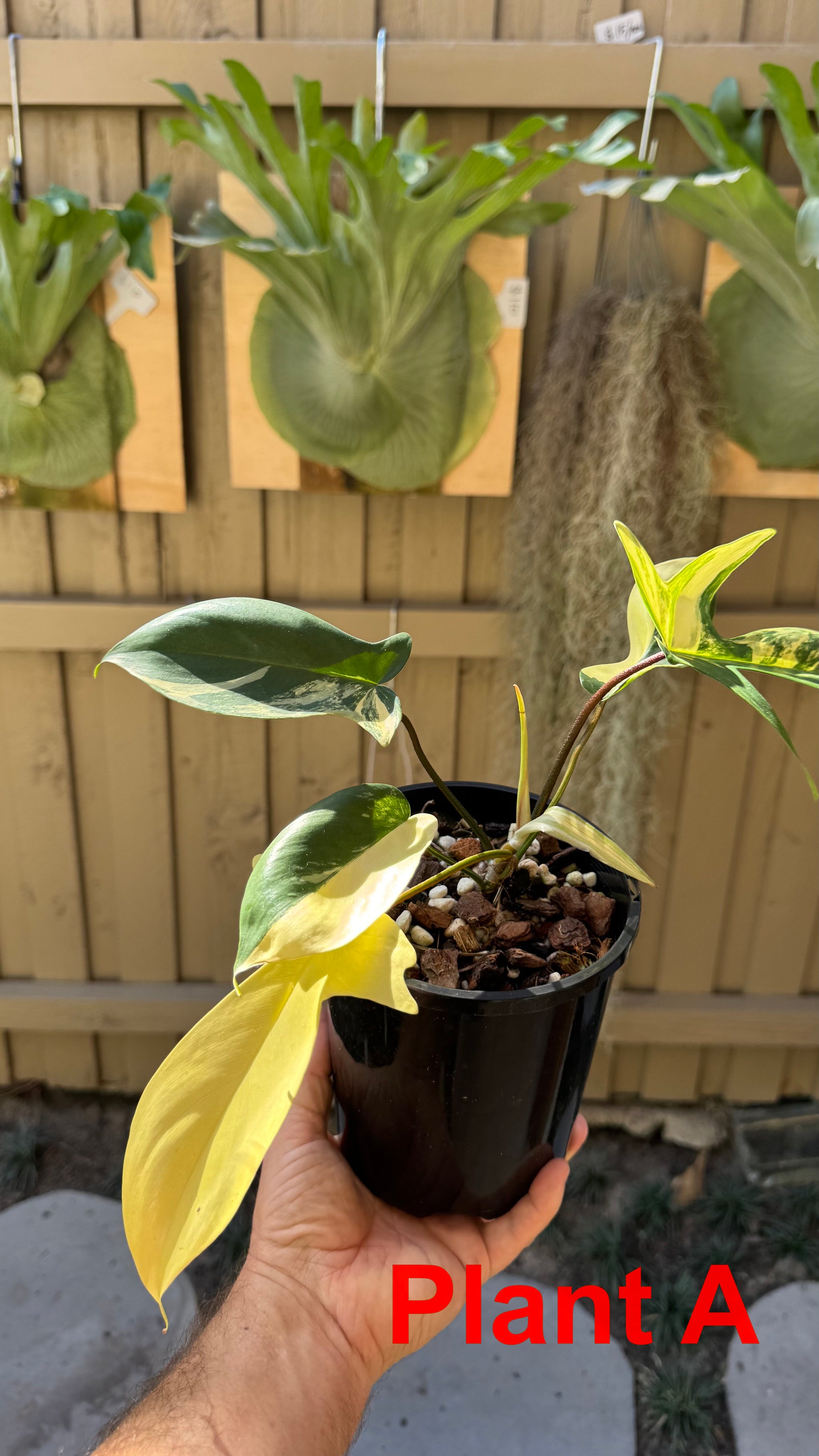 Philodendron 'Florida Beauty'