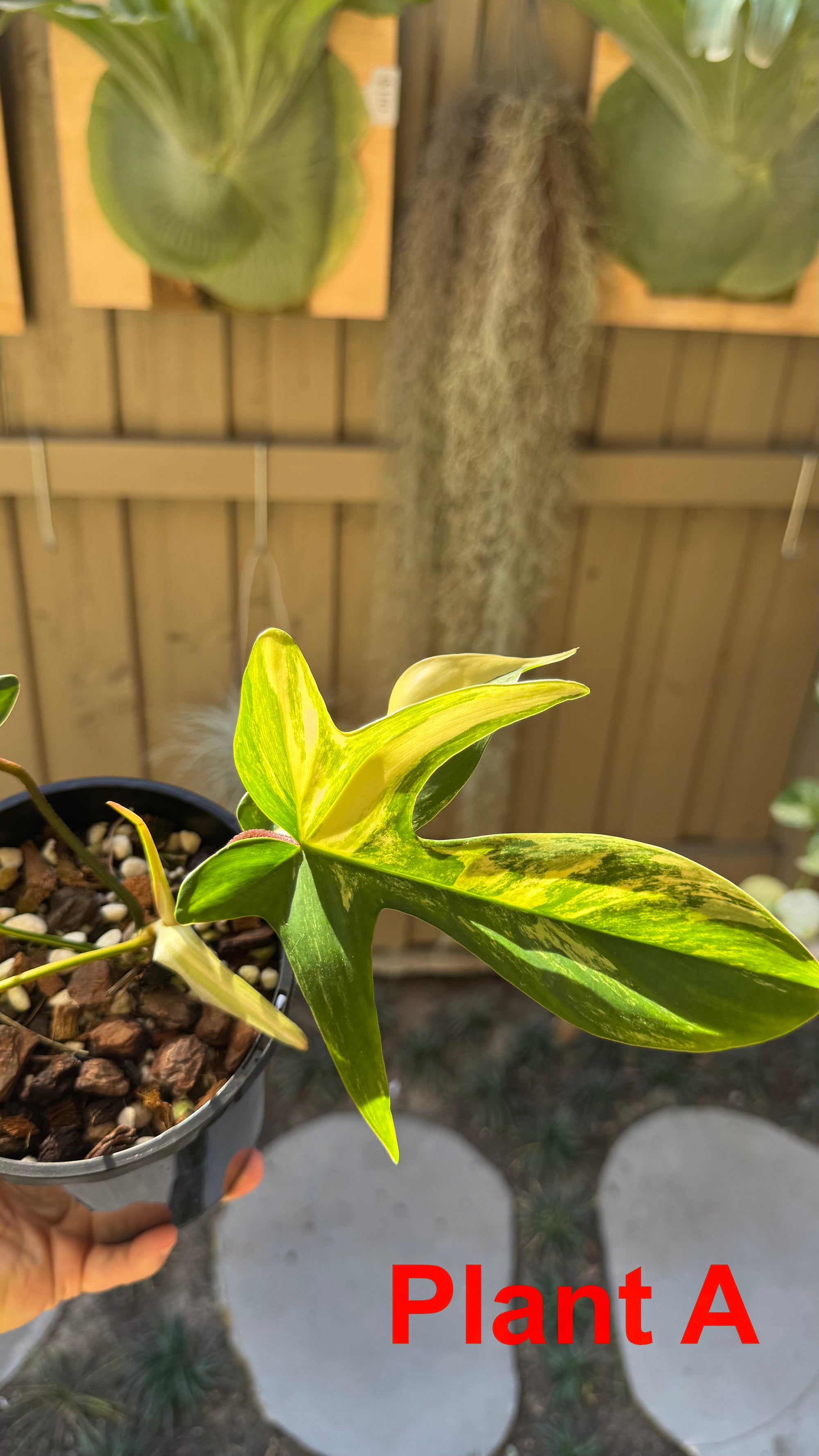 Philodendron 'Florida Beauty'