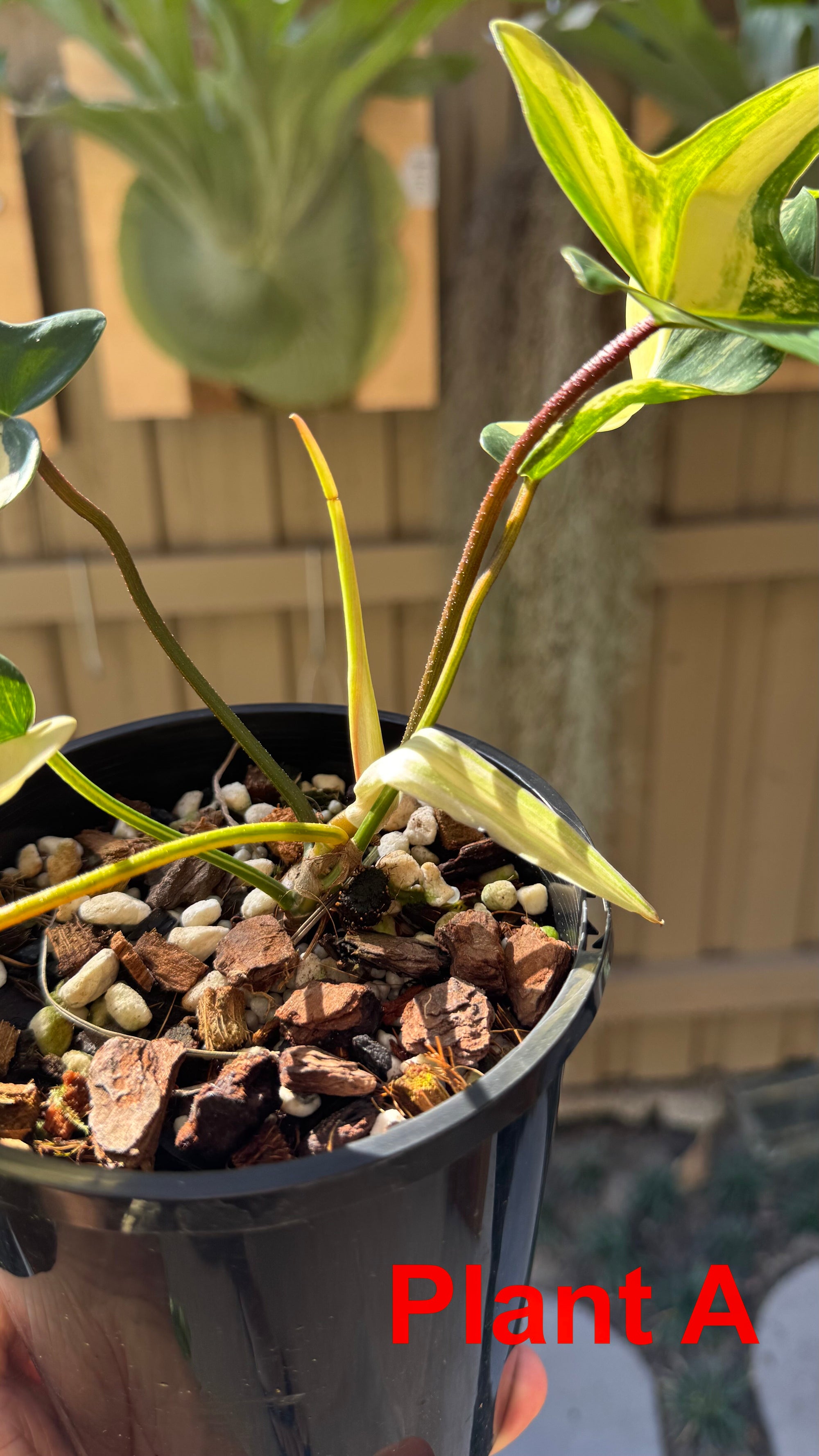 Philodendron 'Florida Beauty'