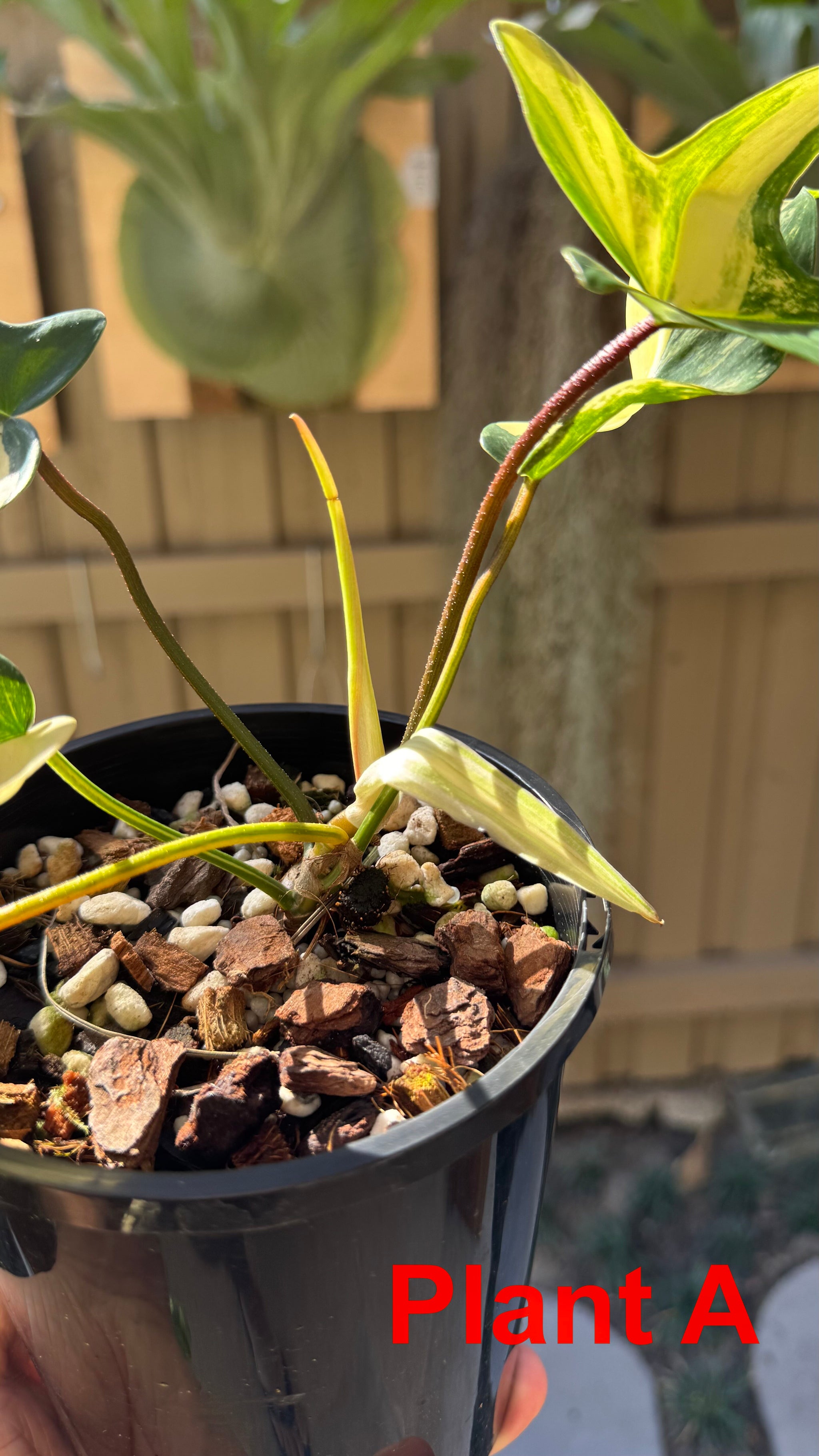 Philodendron 'Florida Beauty'