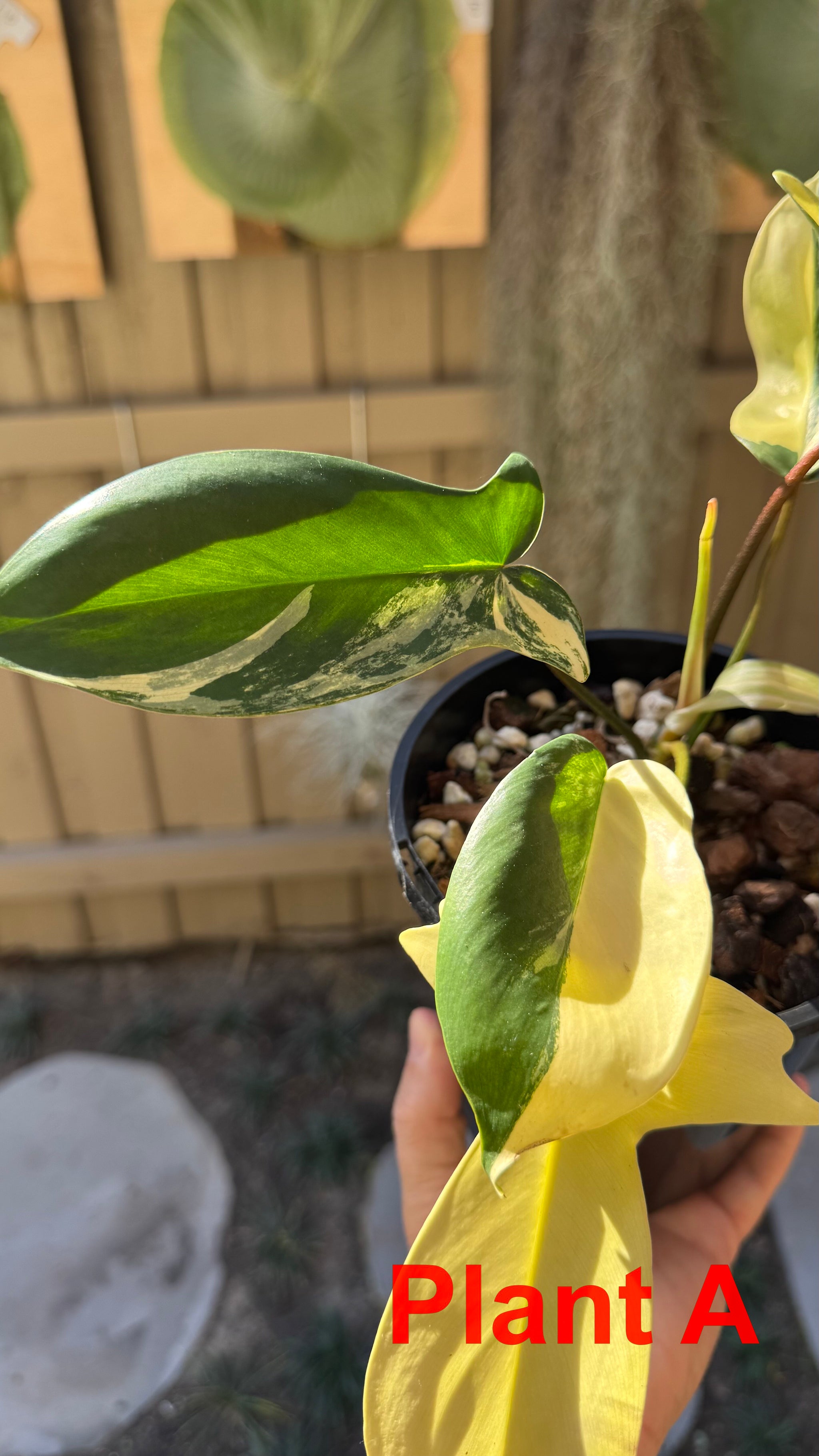 Philodendron 'Florida Beauty'