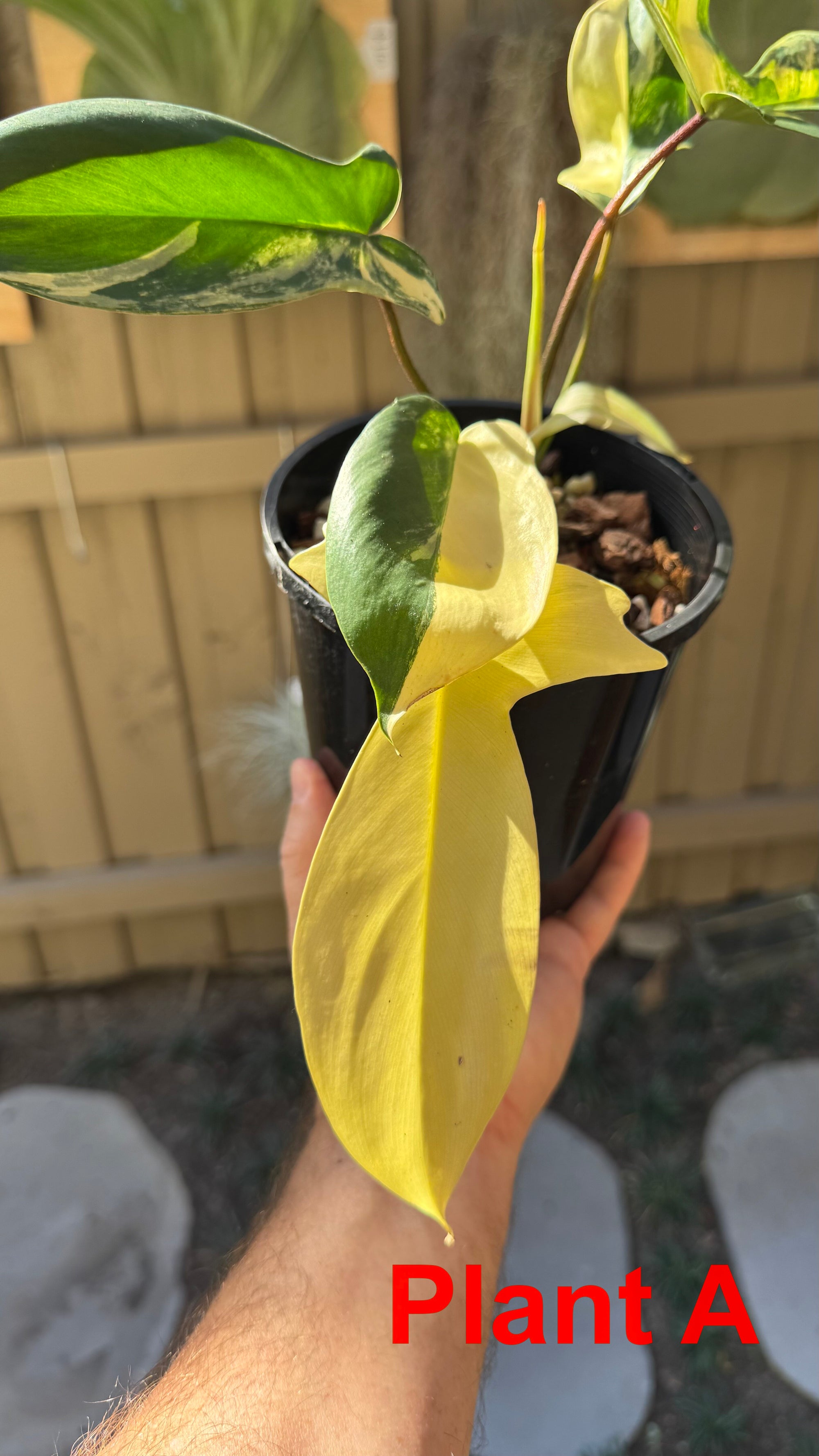 Philodendron 'Florida Beauty'