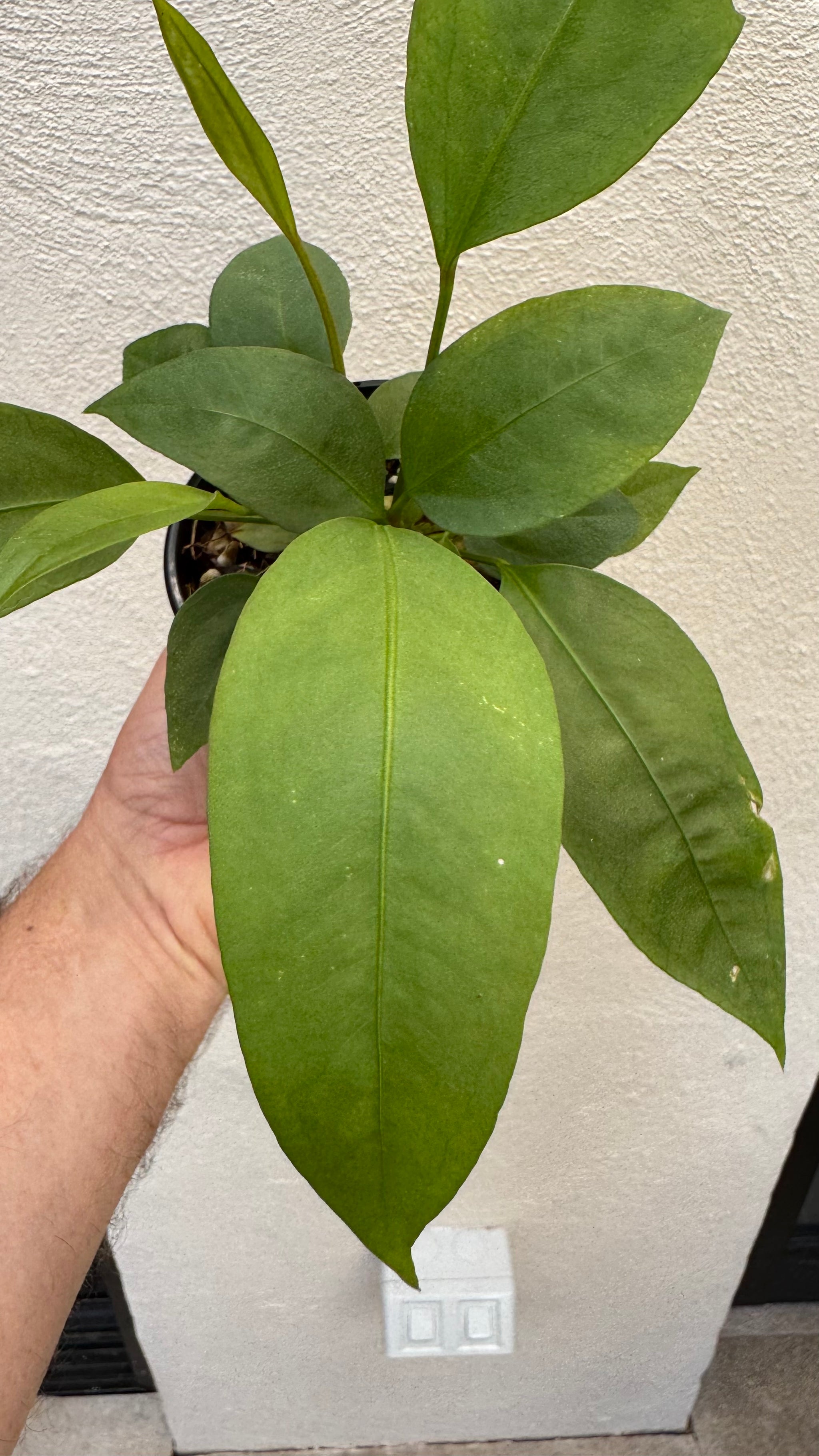 Anthurium 'Gracile' Mangrove