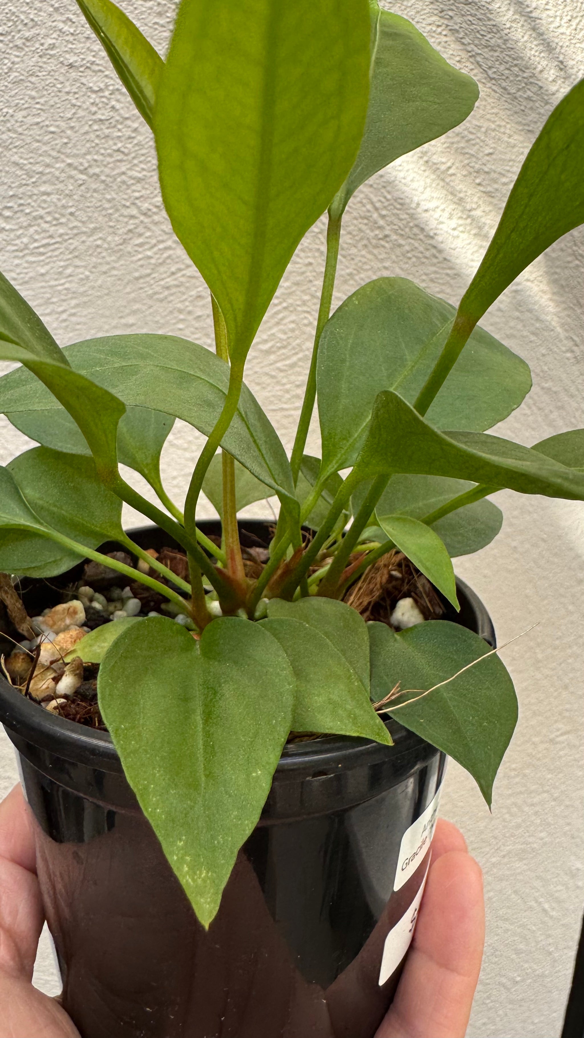 Anthurium 'Gracile' Mangrove