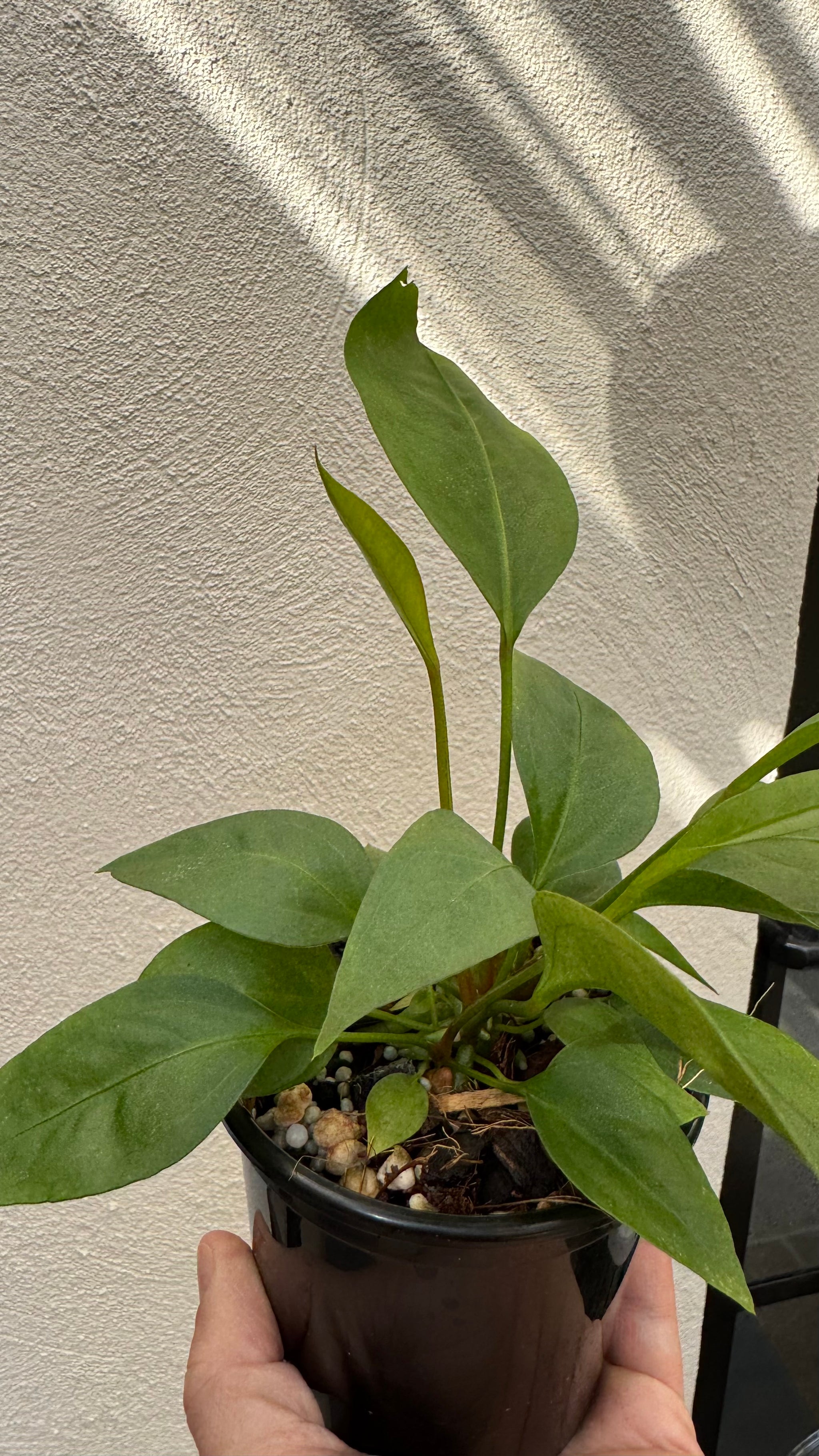 Anthurium 'Gracile' Mangrove