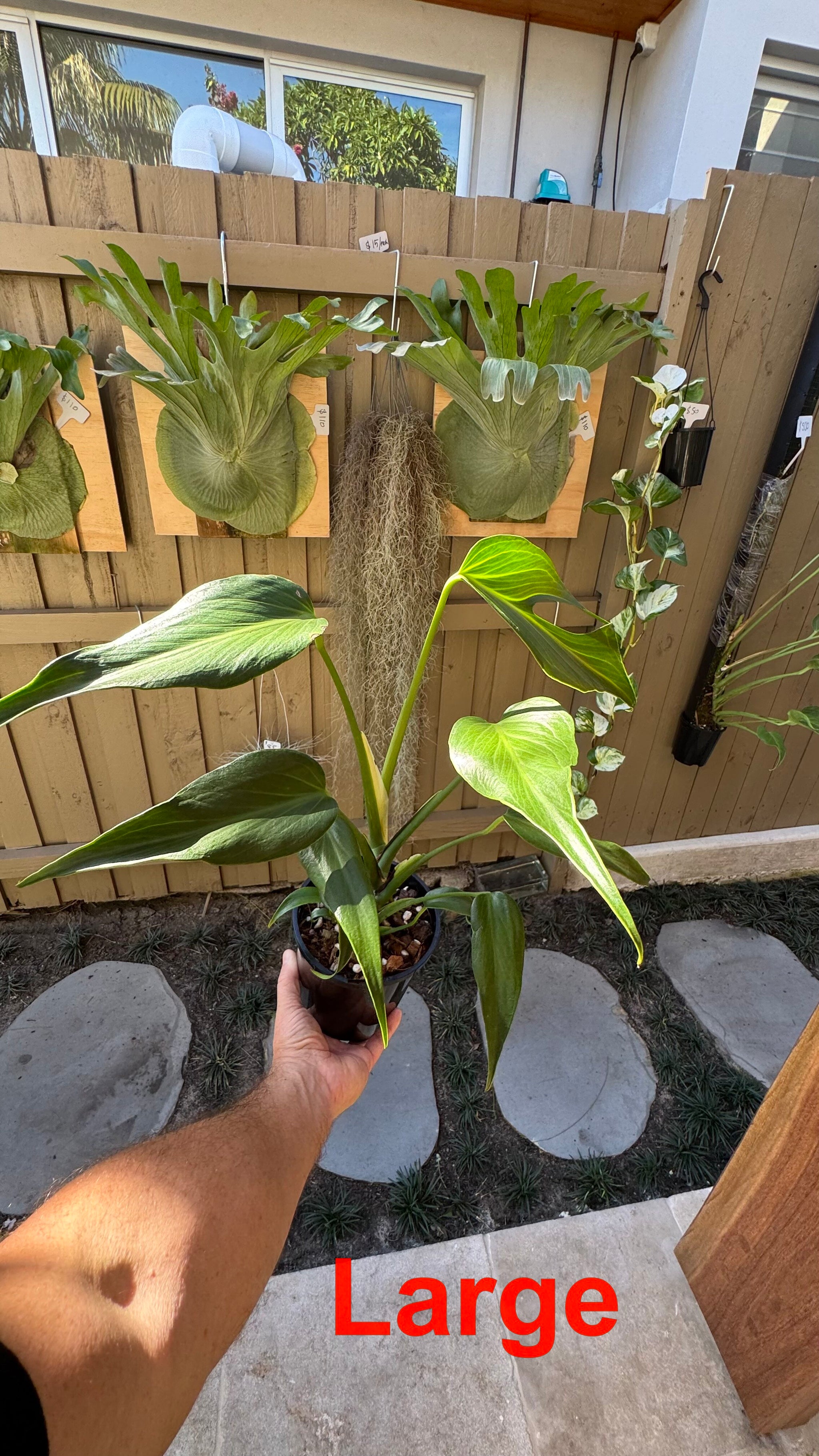 Monstera Burle Marx flame