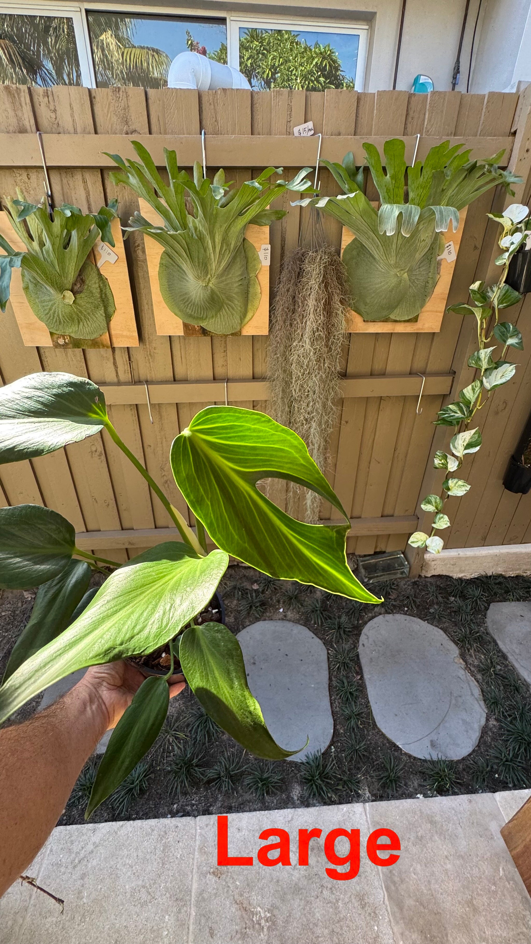 Monstera Burle Marx flame
