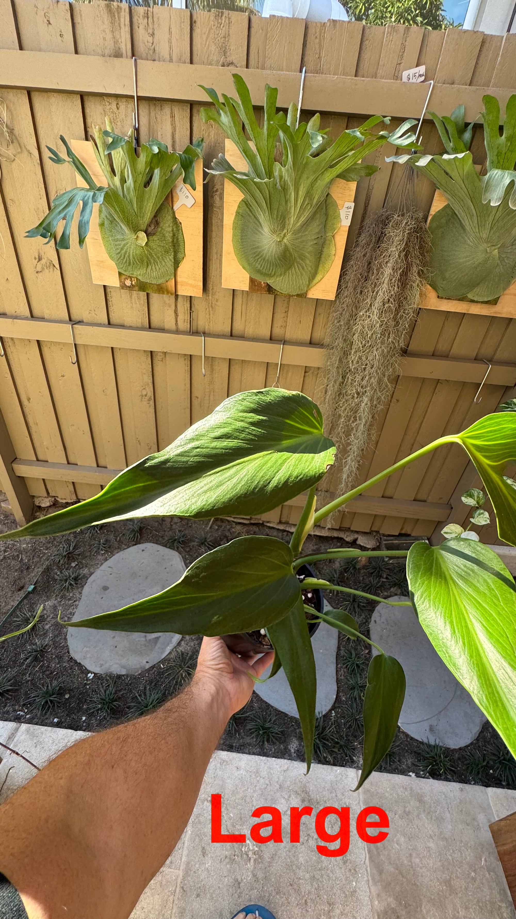 Monstera Burle Marx flame