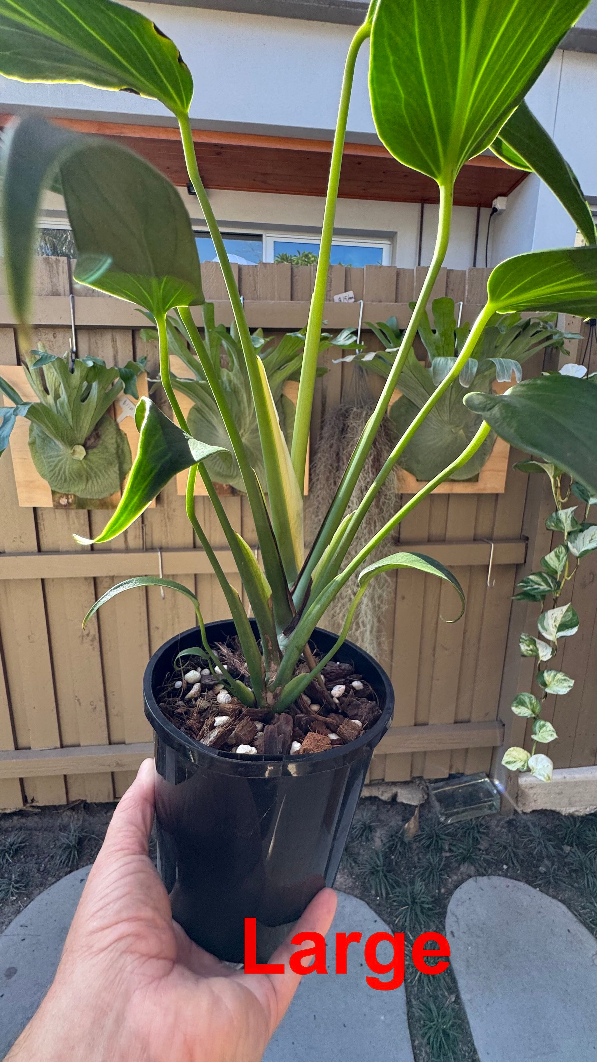 Monstera Burle Marx flame