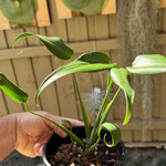 Monstera Burle Marx flame