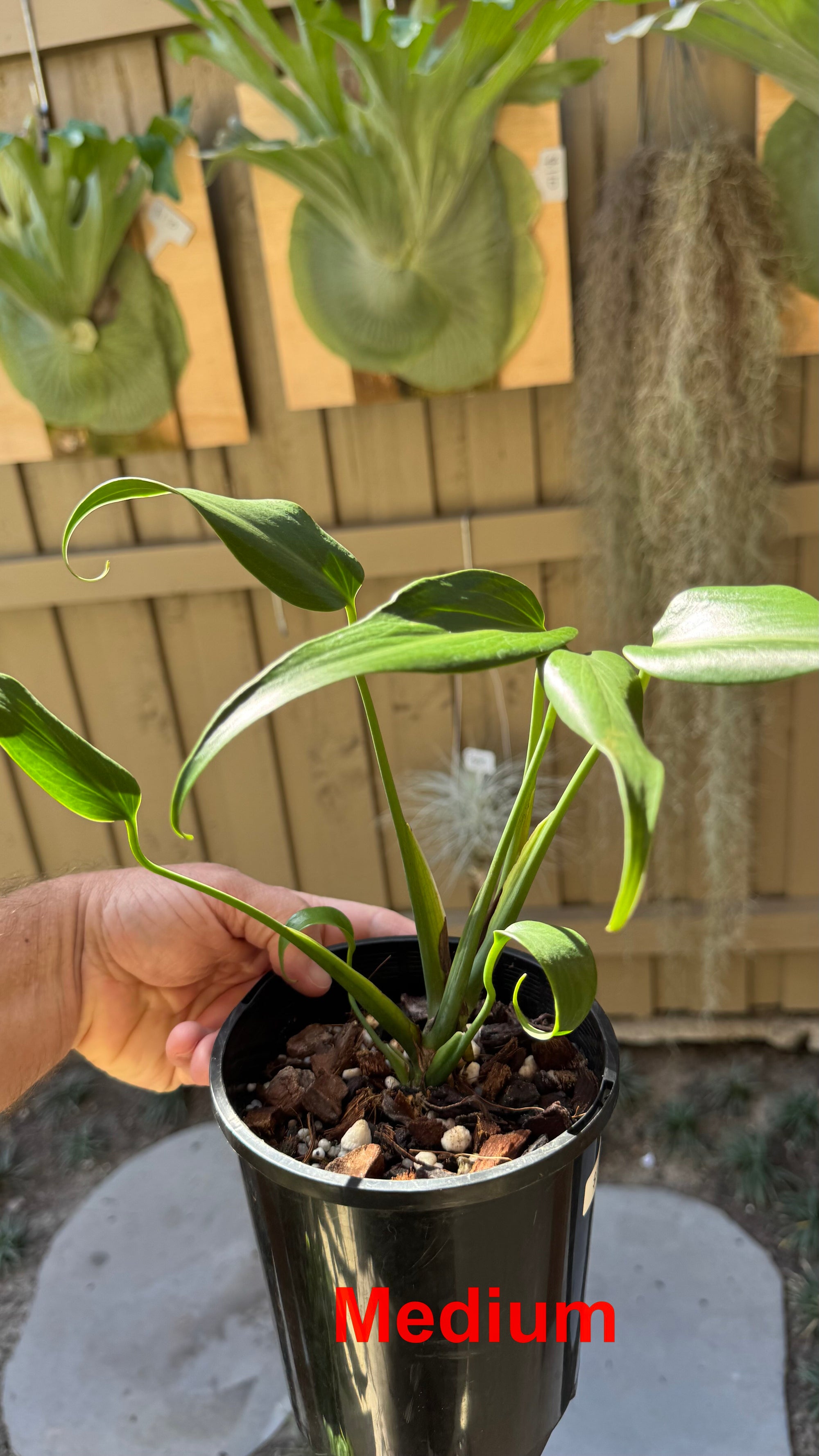Monstera Burle Marx flame