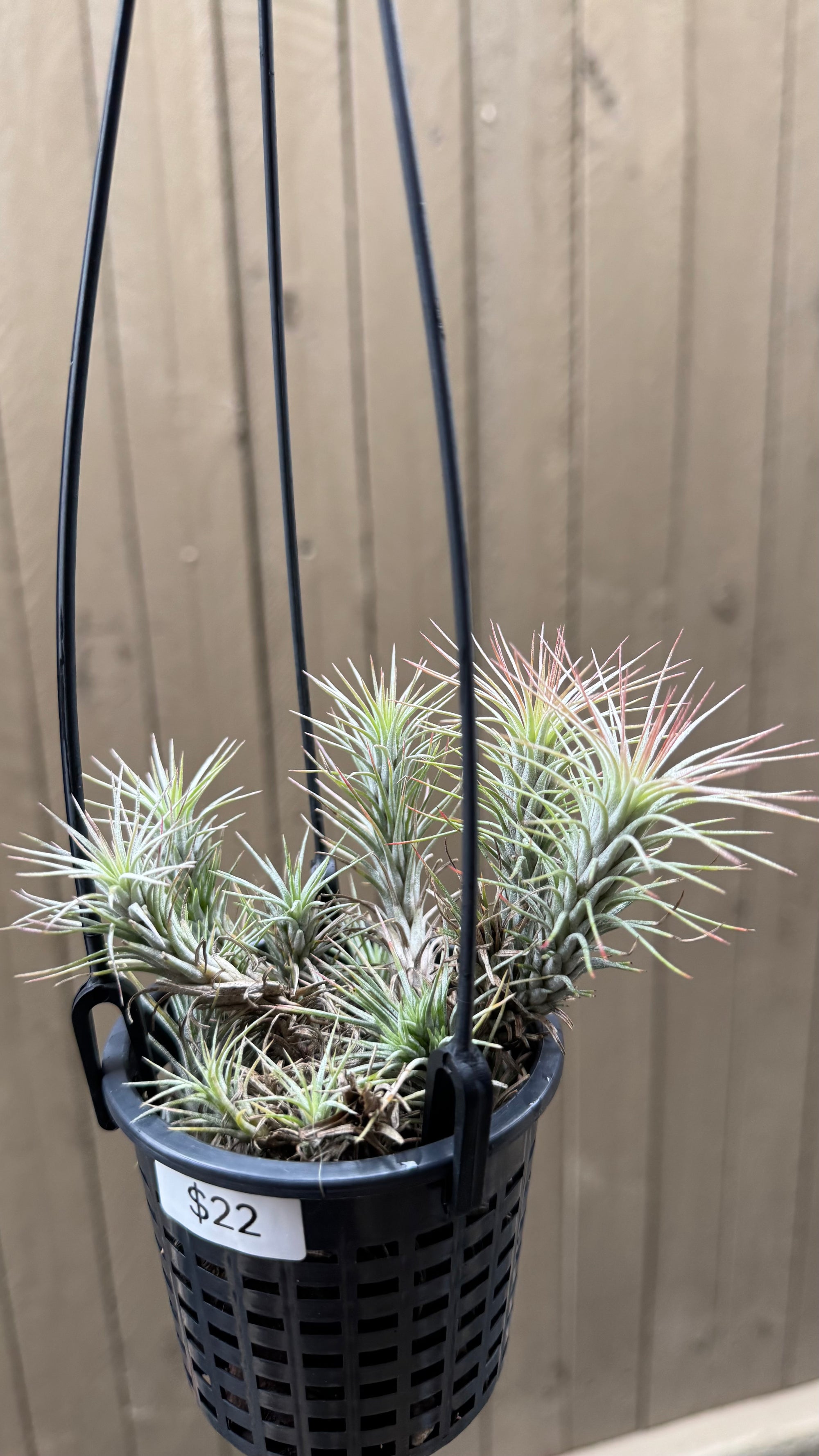 Tillandsia - funckiana