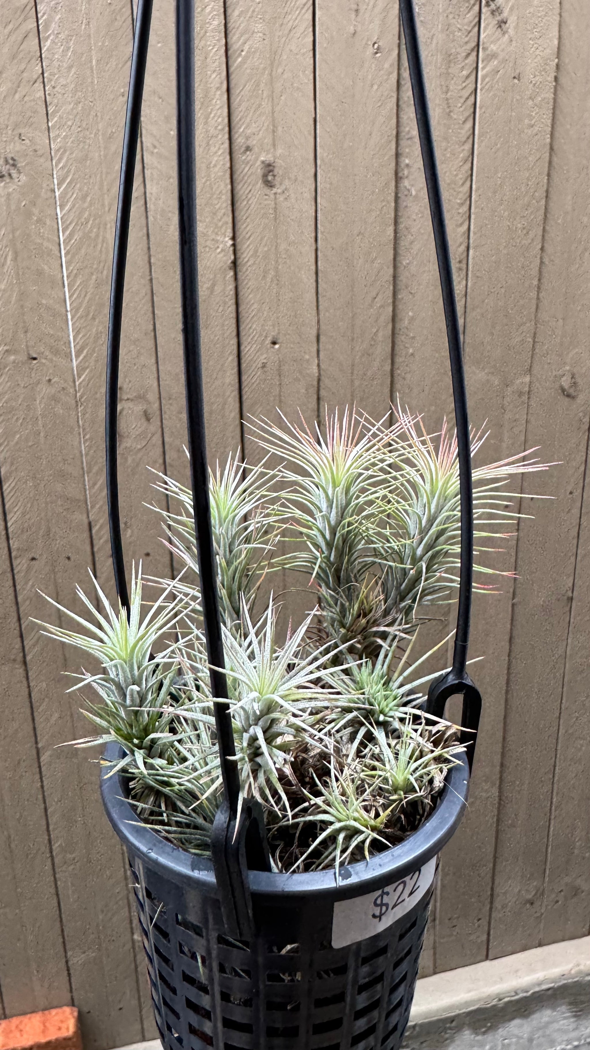 Tillandsia - funckiana