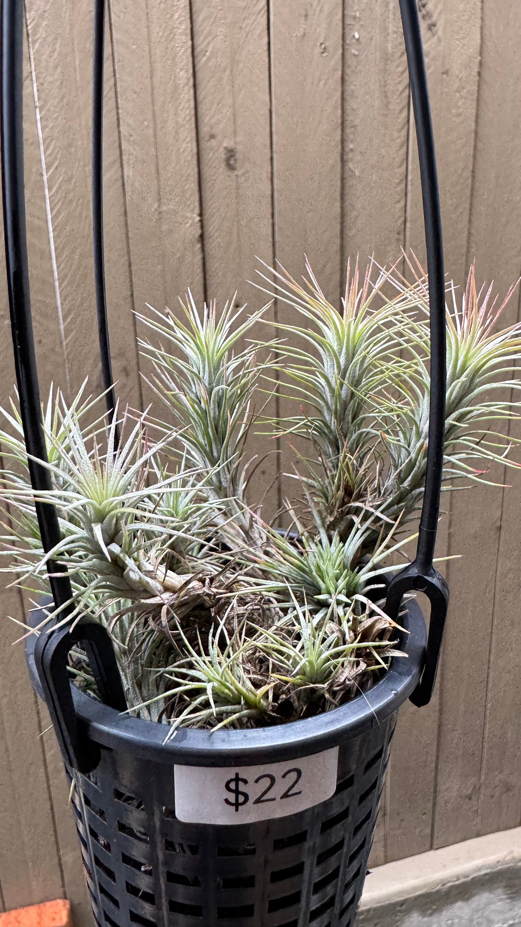 Tillandsia - funckiana