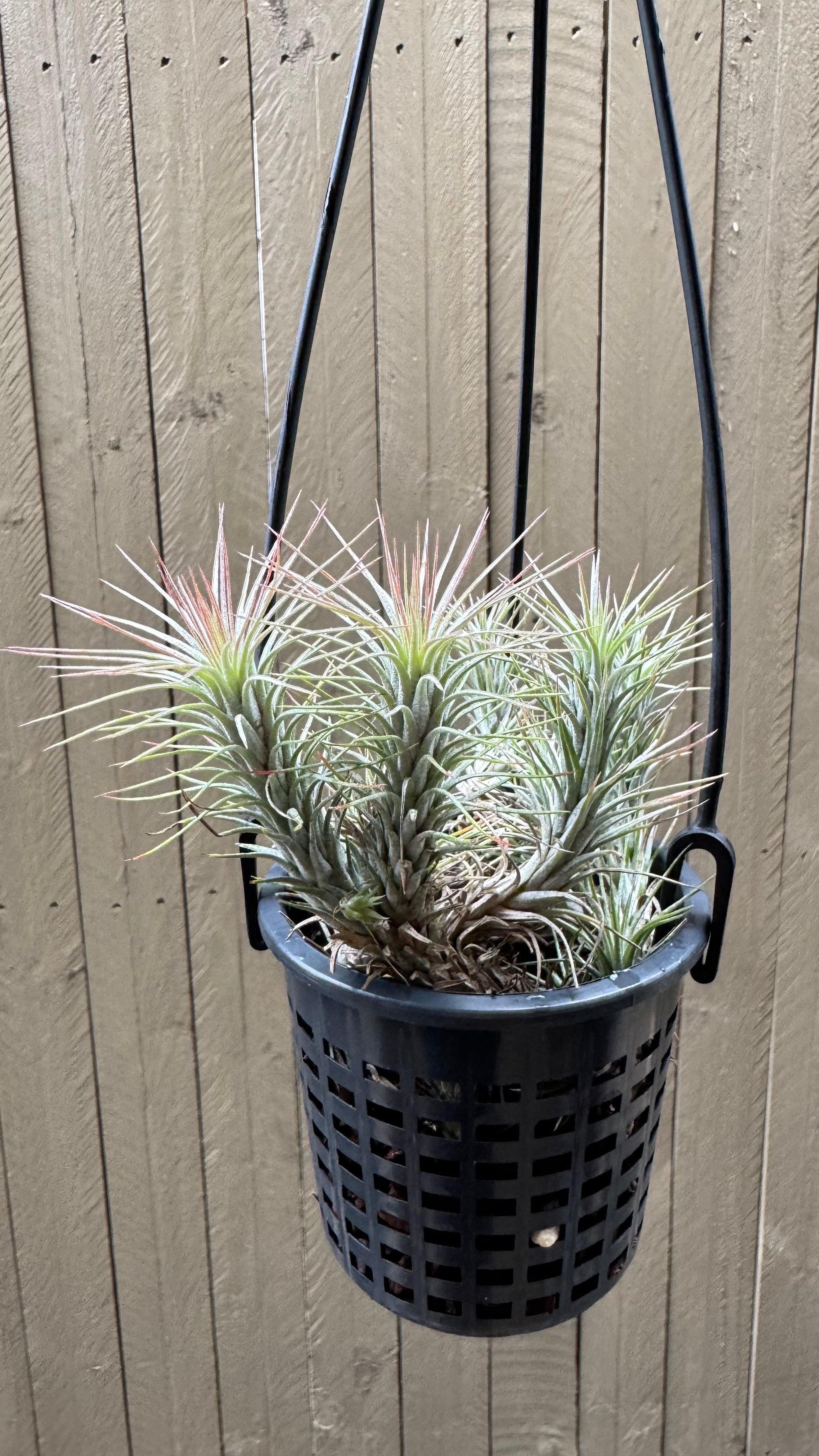 Tillandsia - funckiana