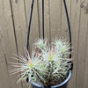 Tillandsia - funckiana