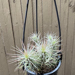 Tillandsia - funckiana