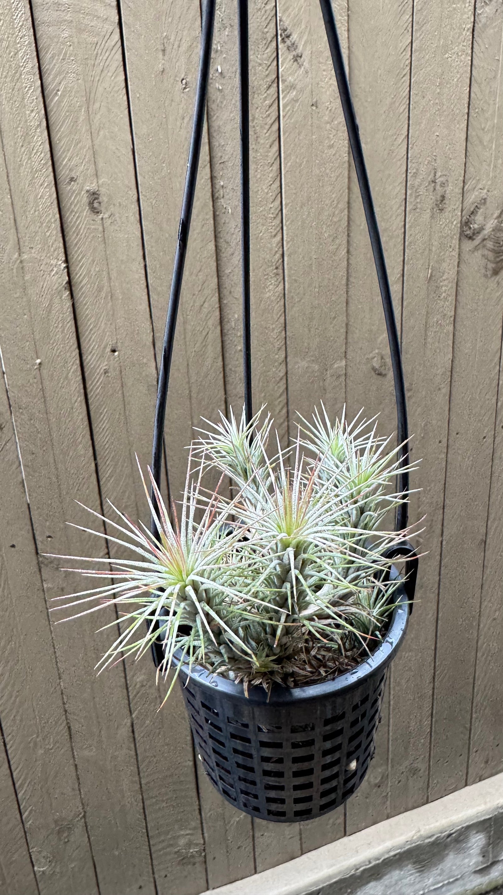 Tillandsia - funckiana