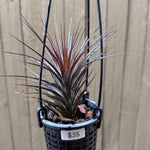 Tillandsia tenuifolia