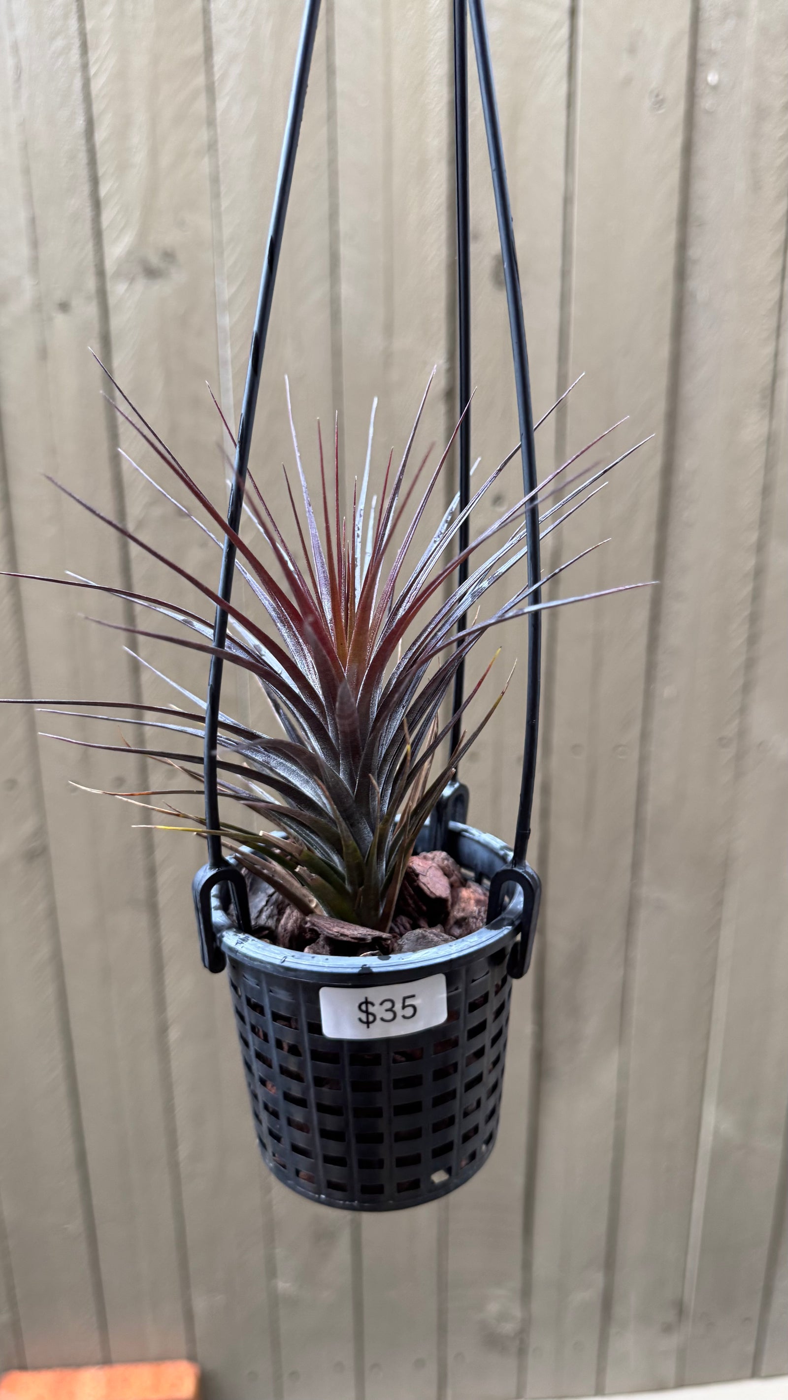 Tillandsia - tenuifolia