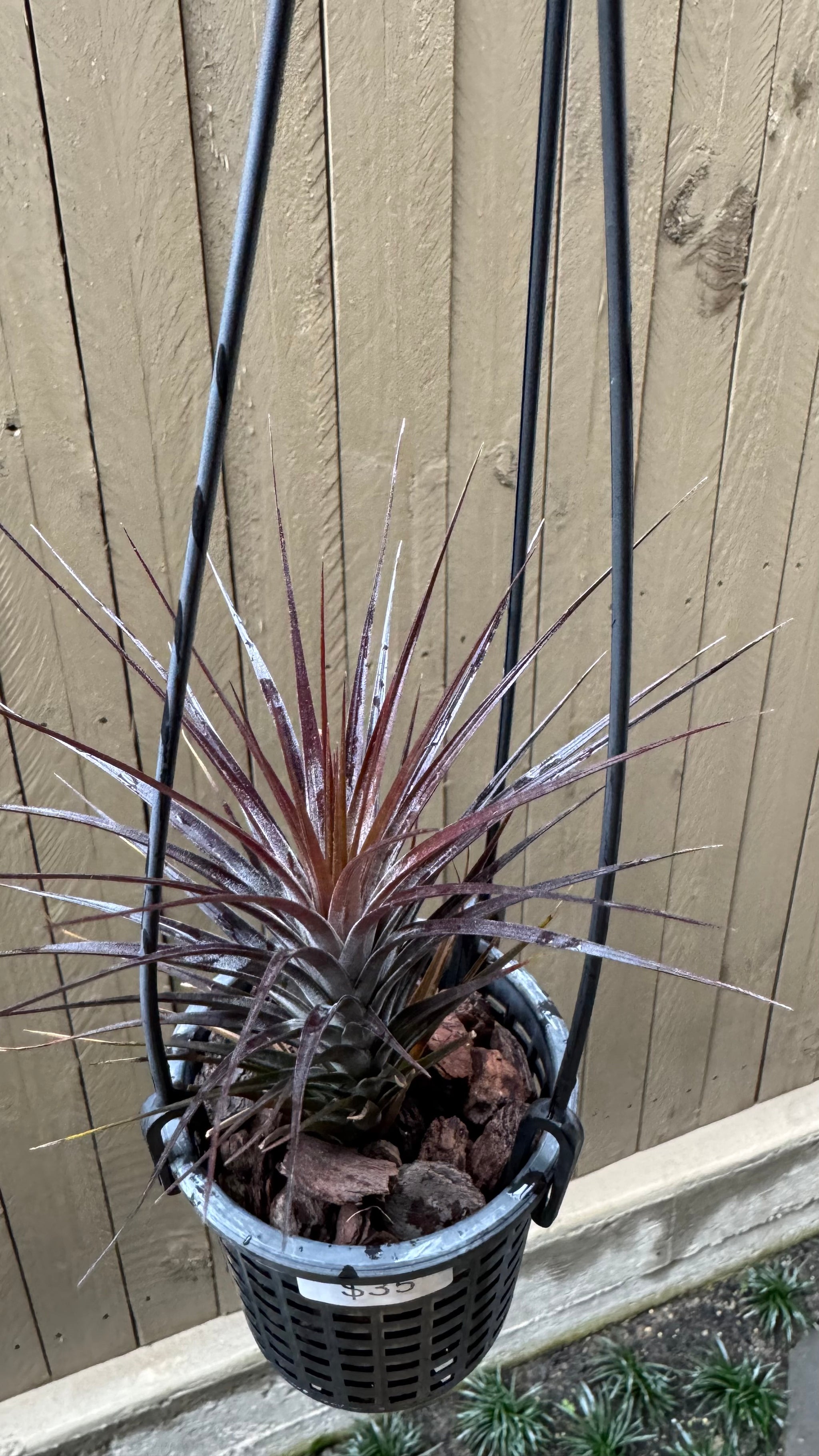 Tillandsia tenuifolia