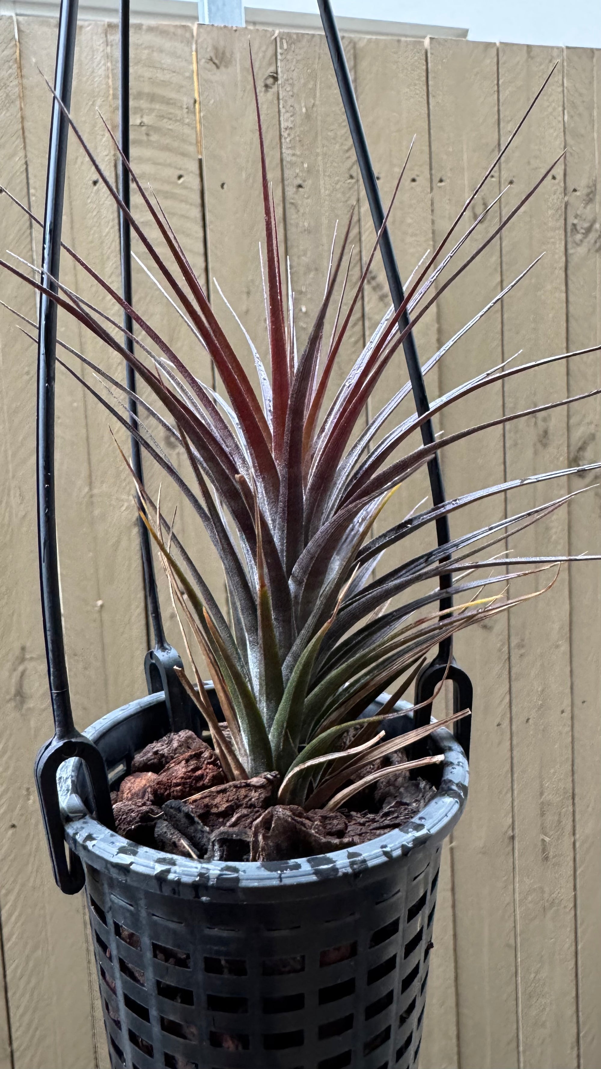 Tillandsia tenuifolia