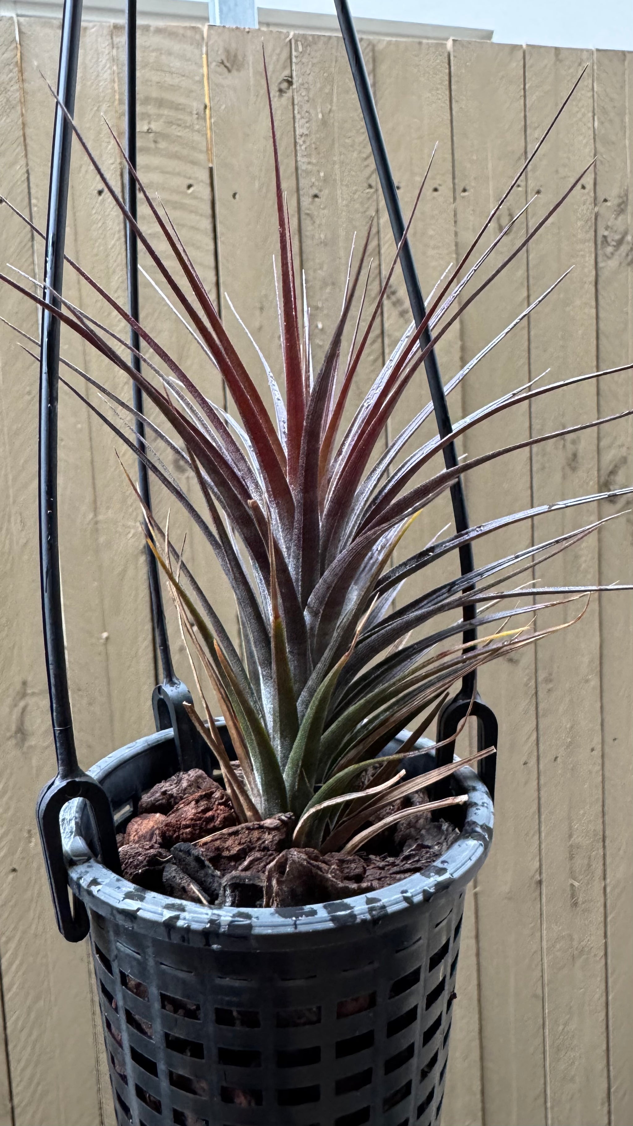 Tillandsia tenuifolia