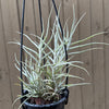 Tillandsia - paleacea