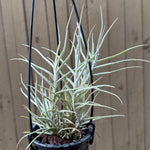 Tillandsia - paleacea