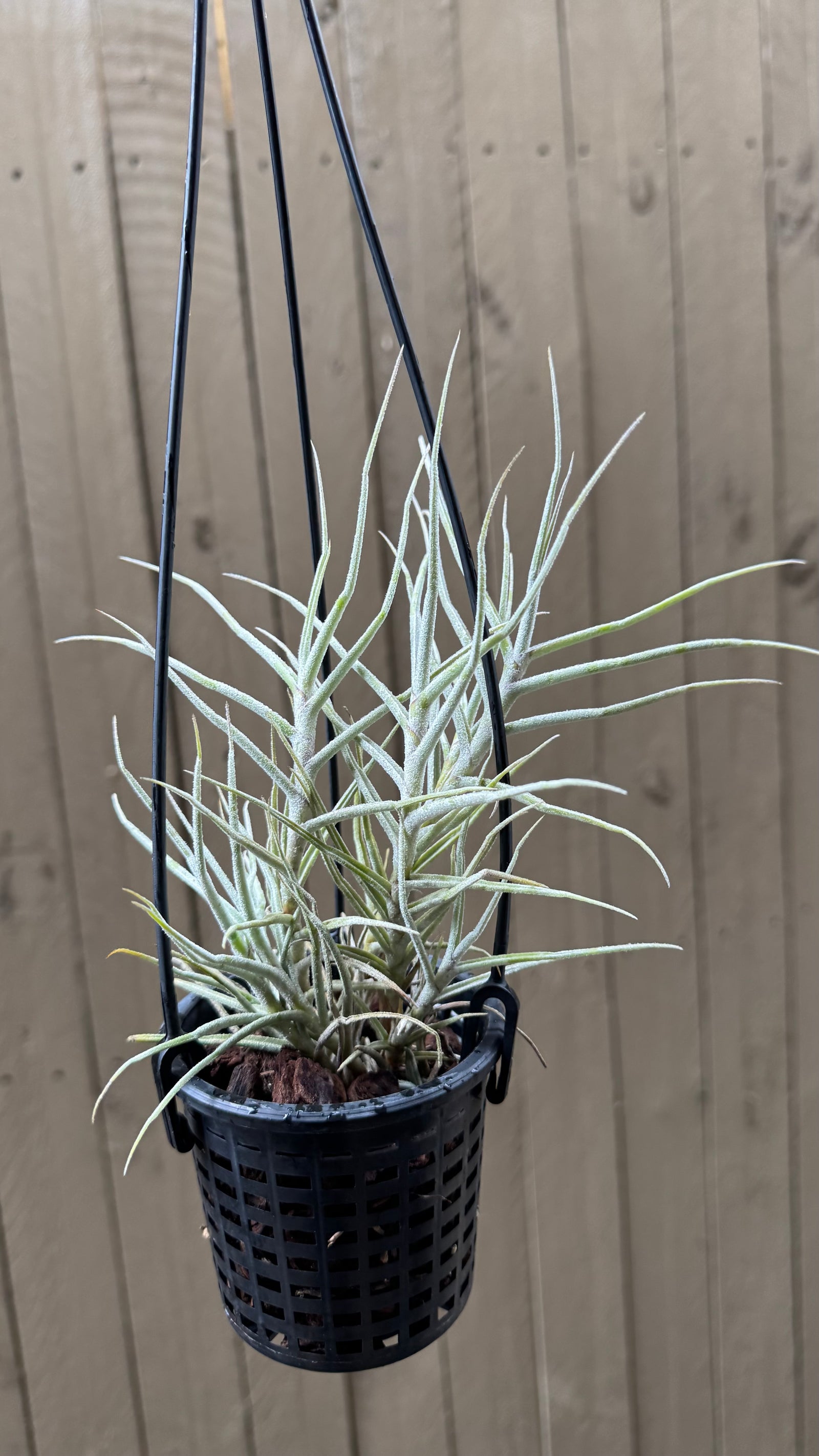 Tillandsia - paleacea