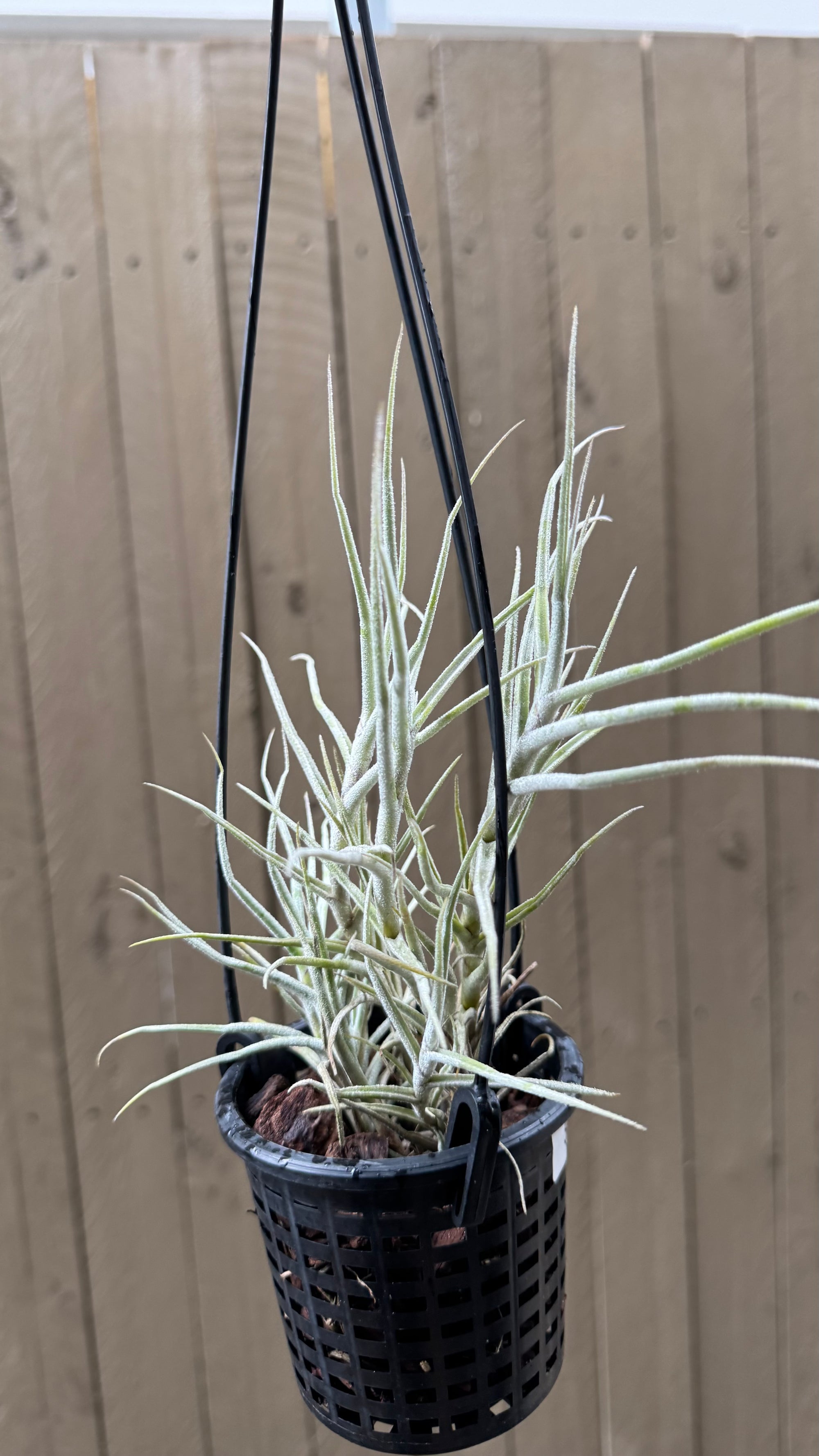 Tillandsia - paleacea