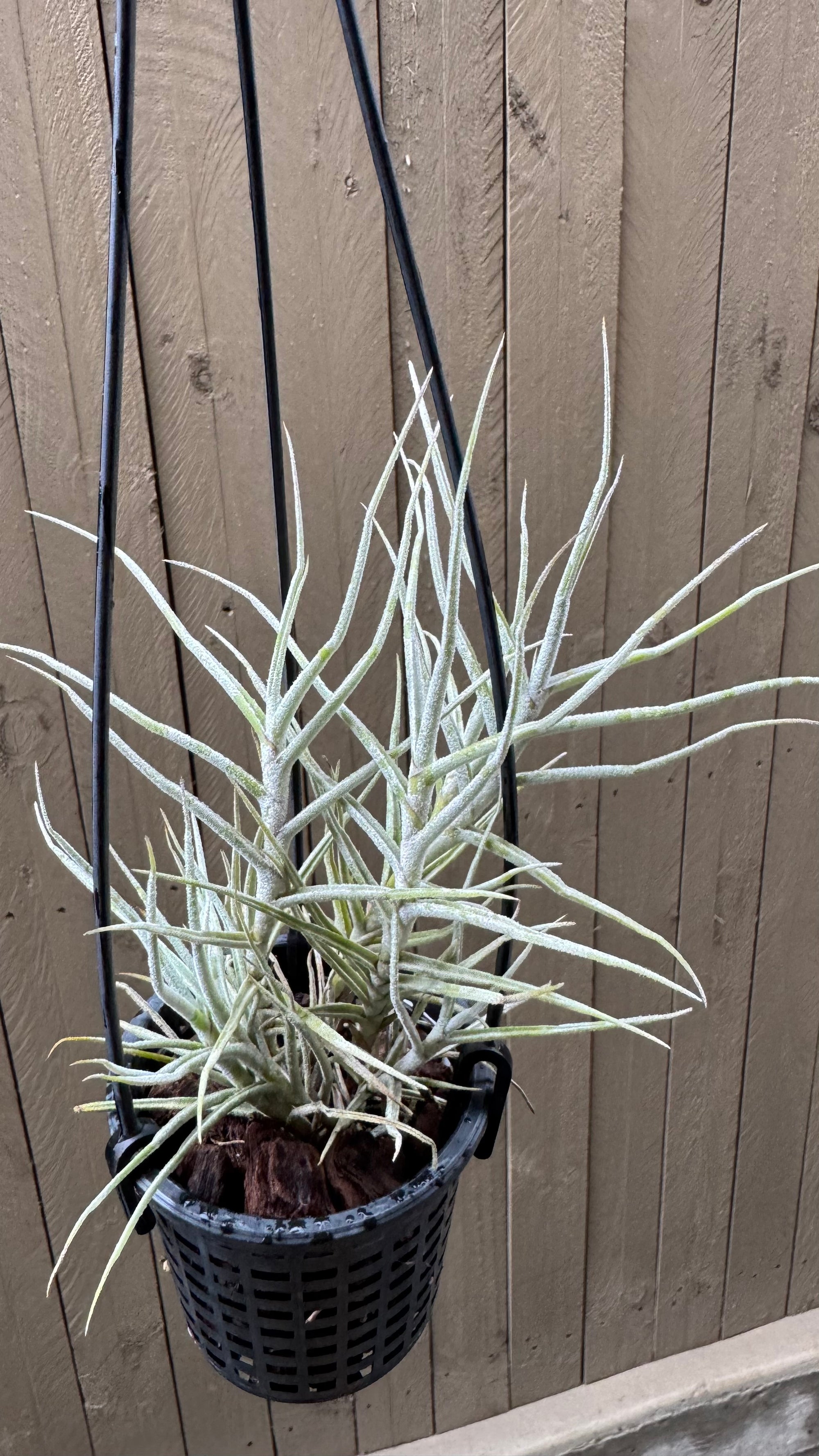 Tillandsia - paleacea