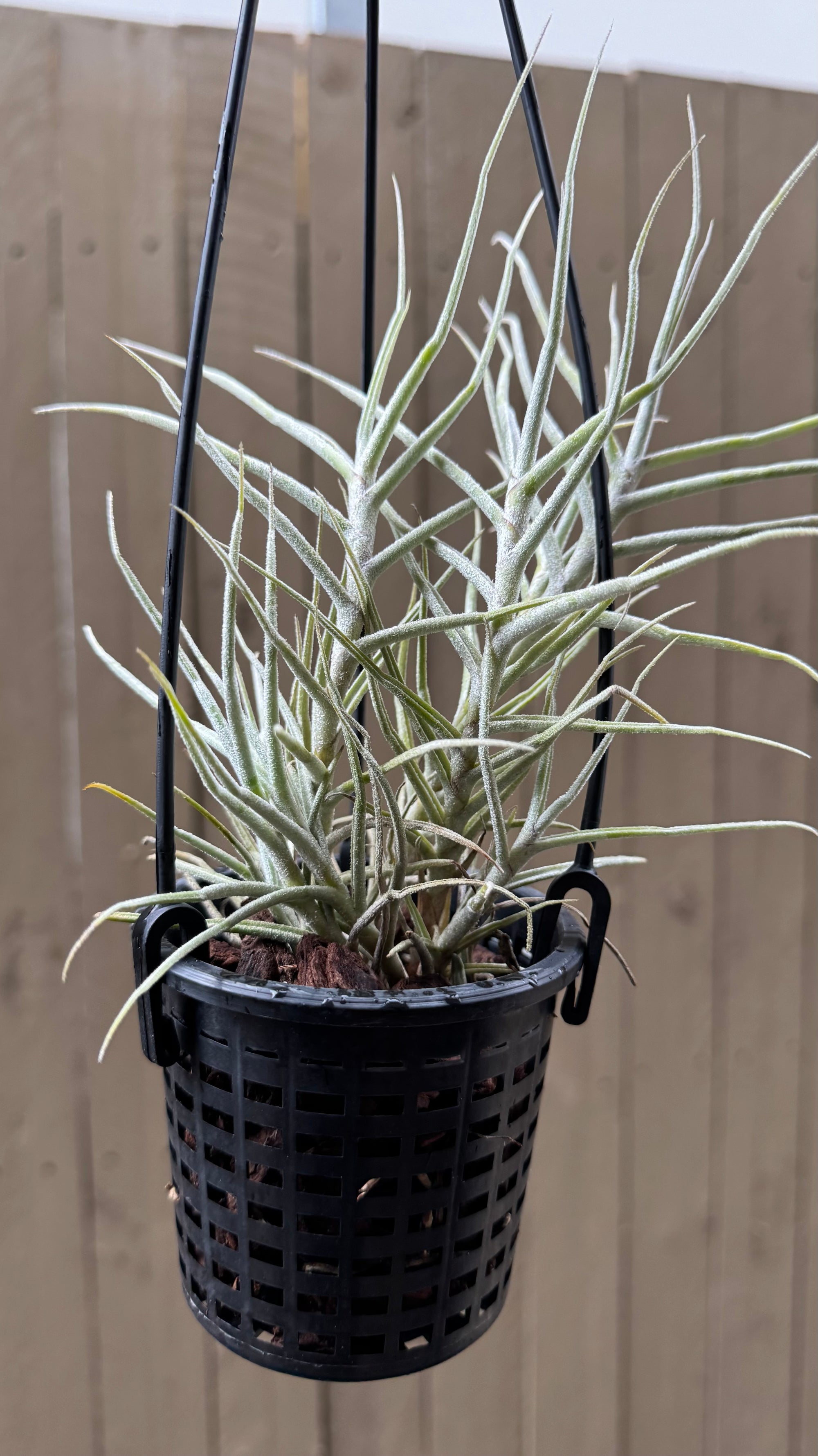 Tillandsia - paleacea