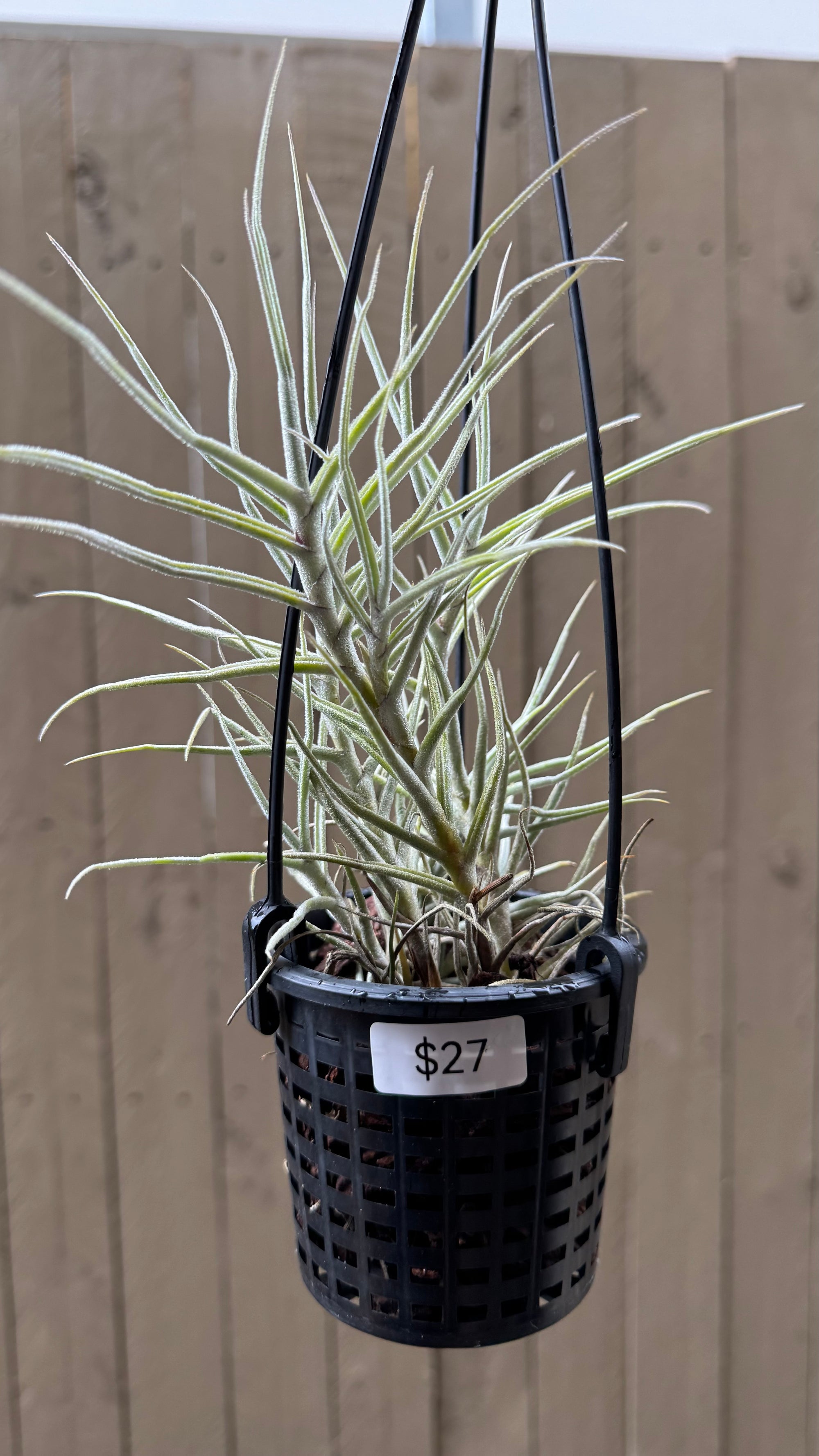 Tillandsia - paleacea