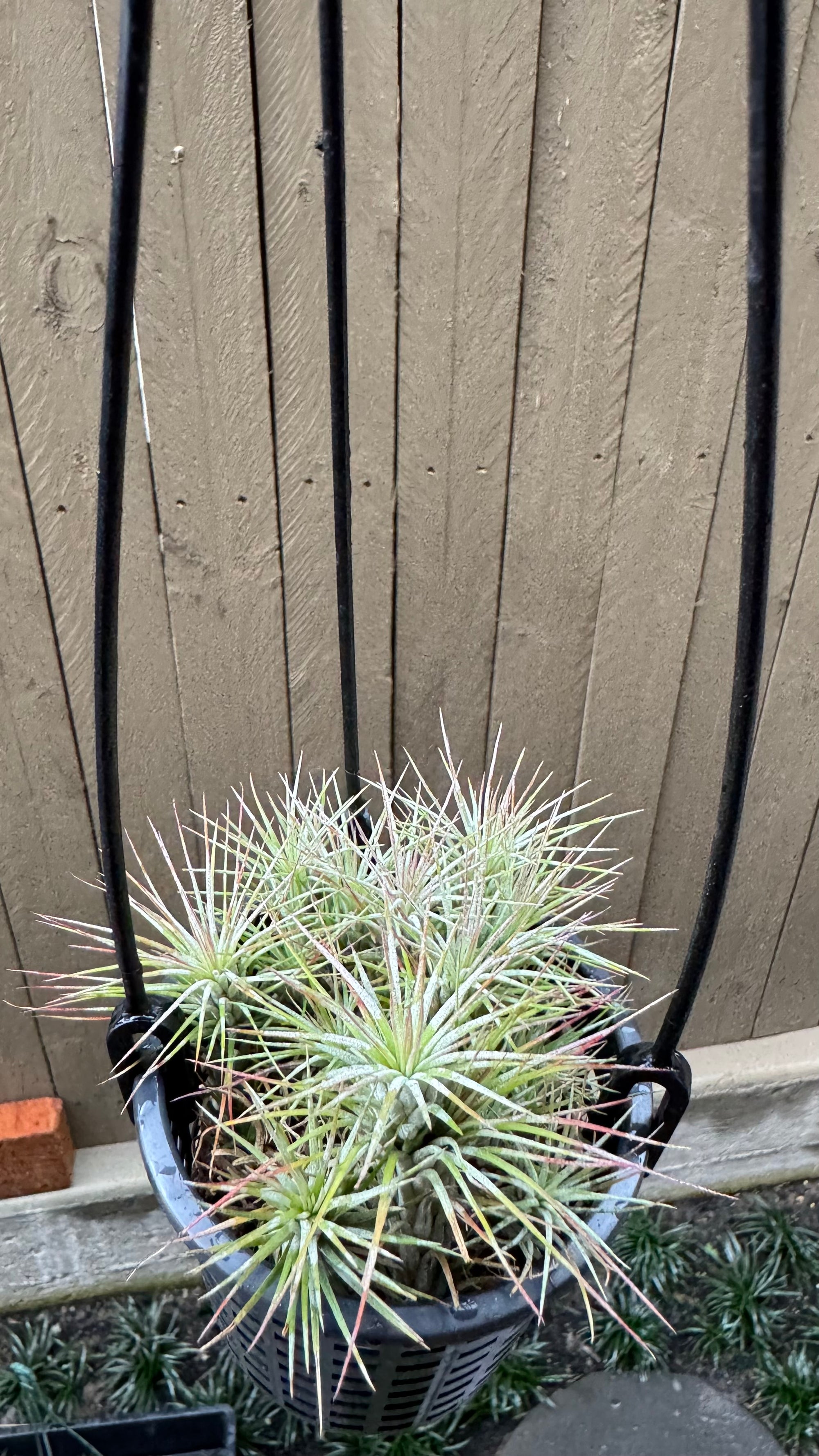 Tillandsia funckiana