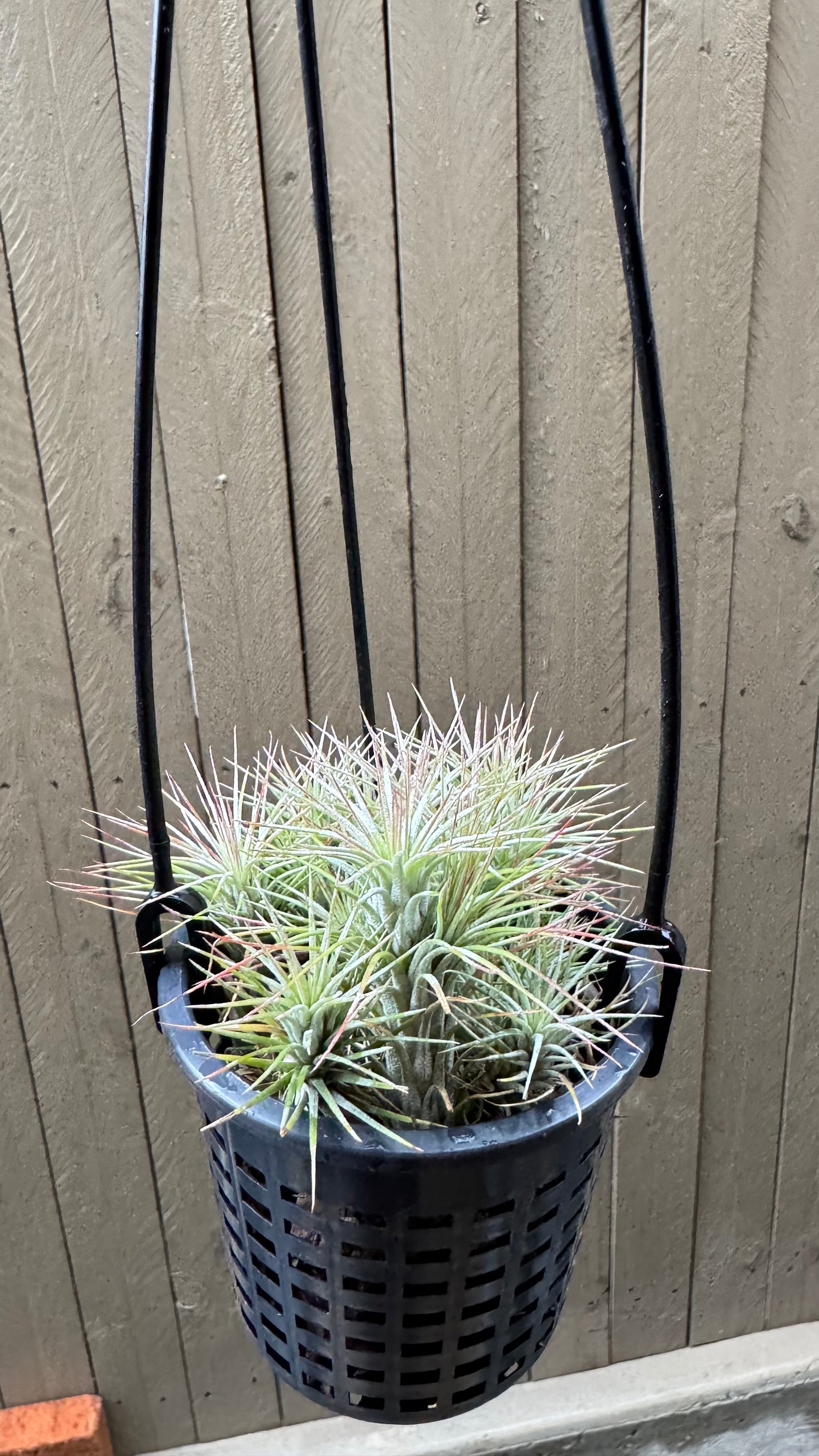 Tillandsia funckiana