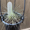 Tillandsia - Fuchsii var. Gracilis