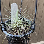 Tillandsia - Fuchsii var. Gracilis