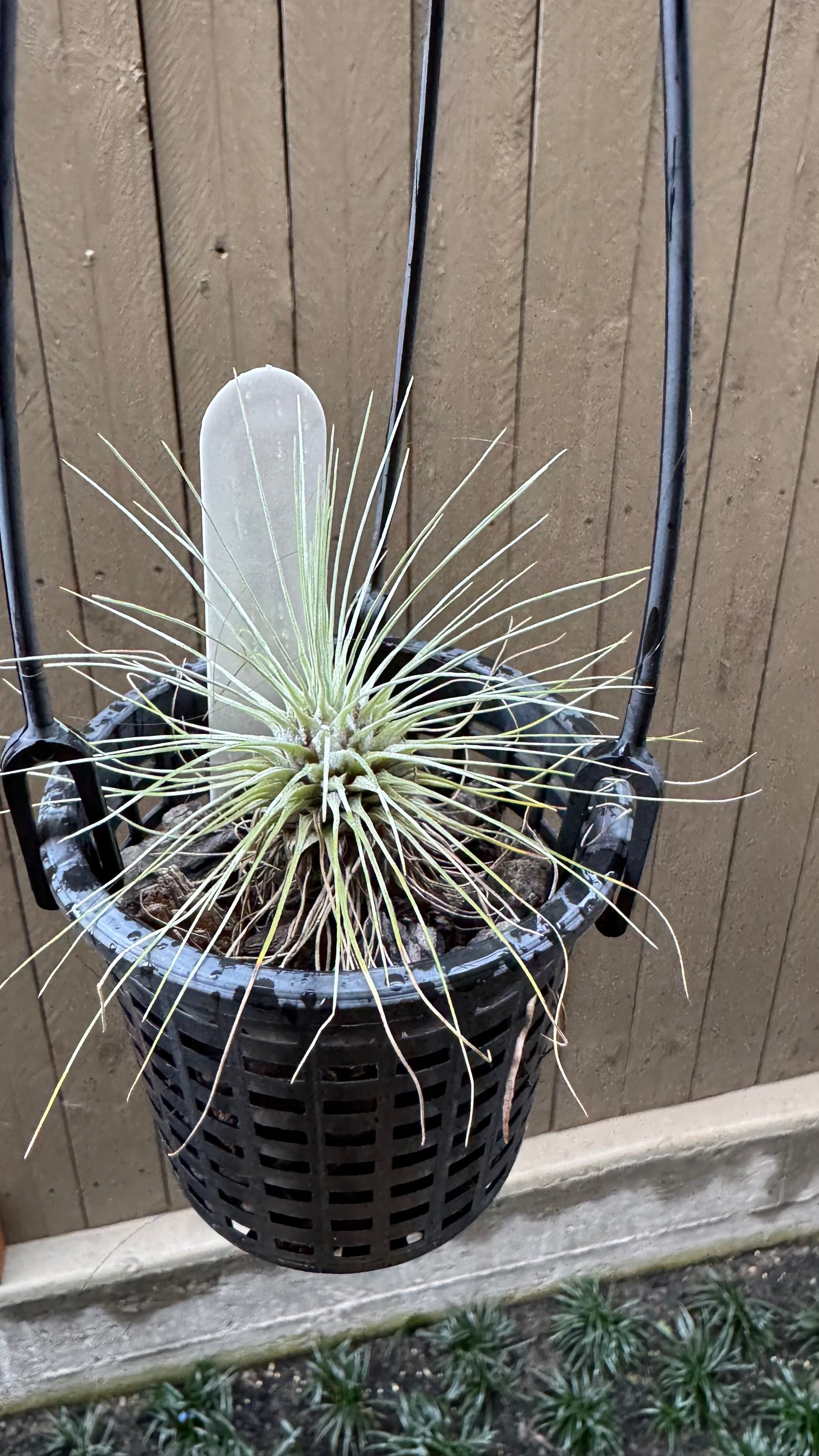 Tillandsia - Fuchsii var. Gracilis